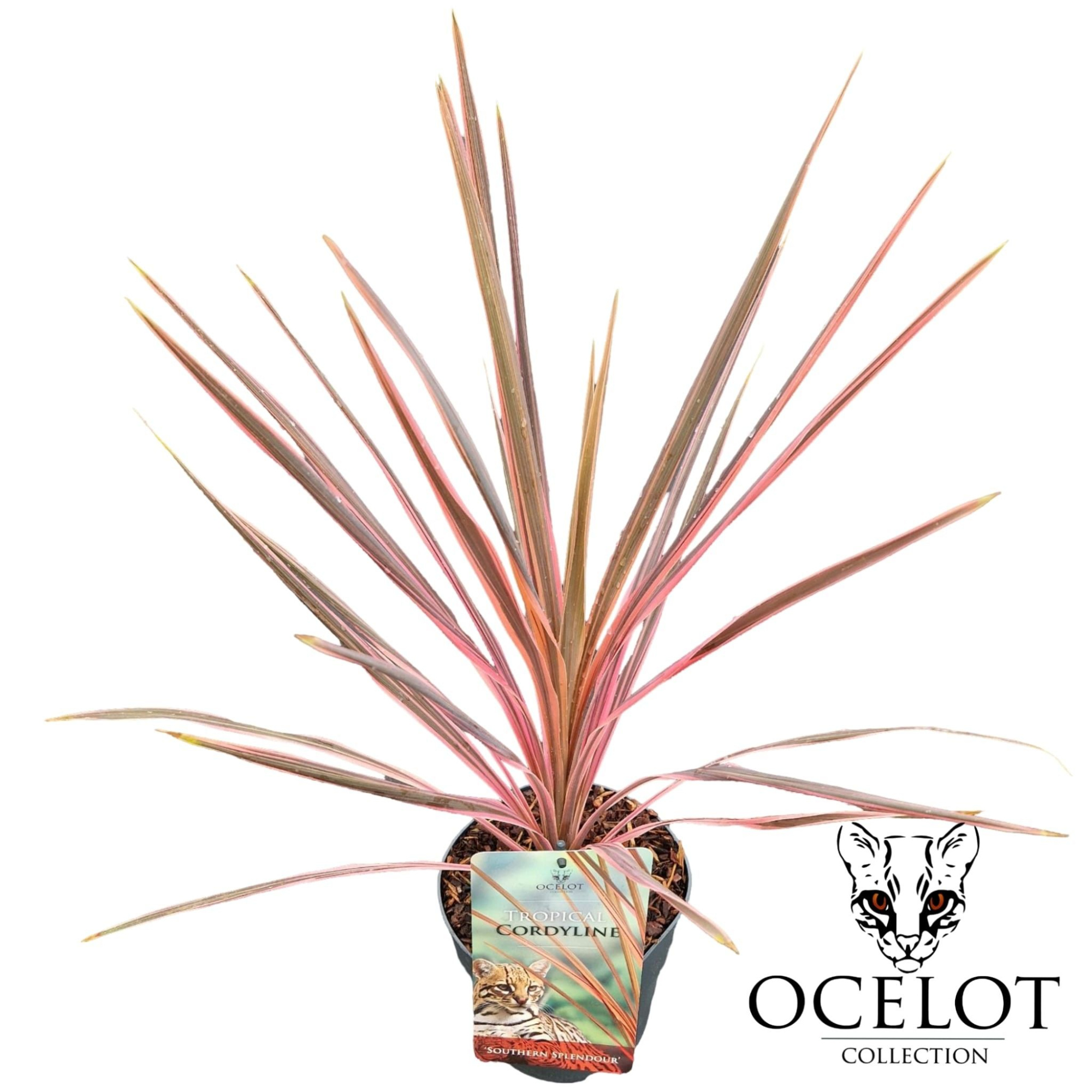 Cordyline australis 'Southern Splendour', D 17