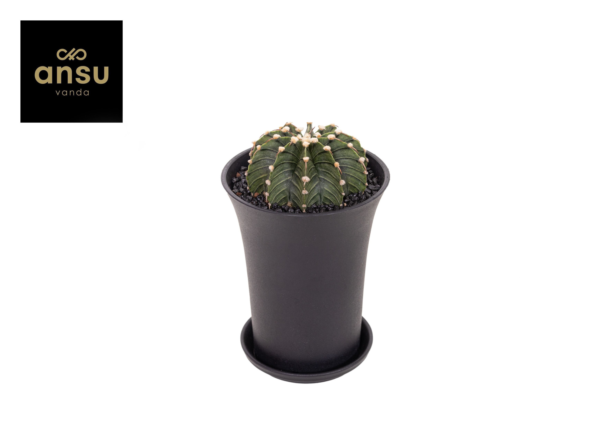 Gymno Cactus 'Green Stripe' XL, D 10 cm