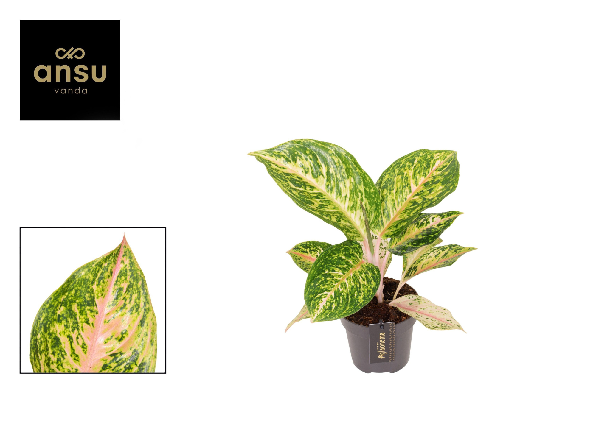 Aglaonema Forest Pink, D 12 cm