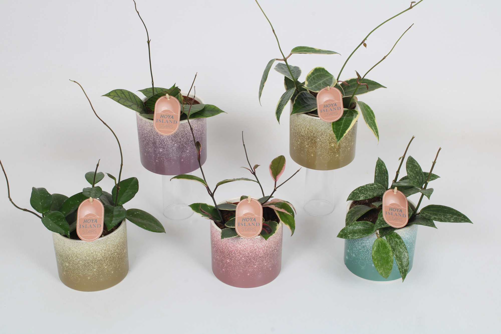 Hoya mix 12cm - 5 soorten - Elsa keramiek, D 12 cm