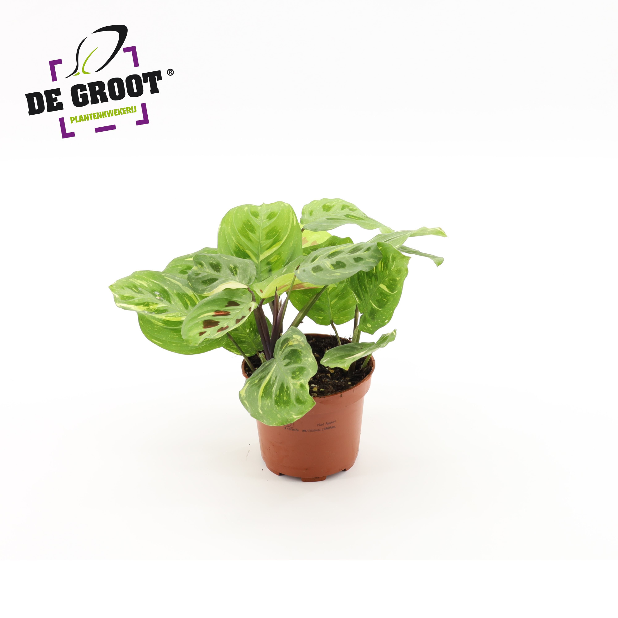 Maranta variegata (bont), D 12 cm