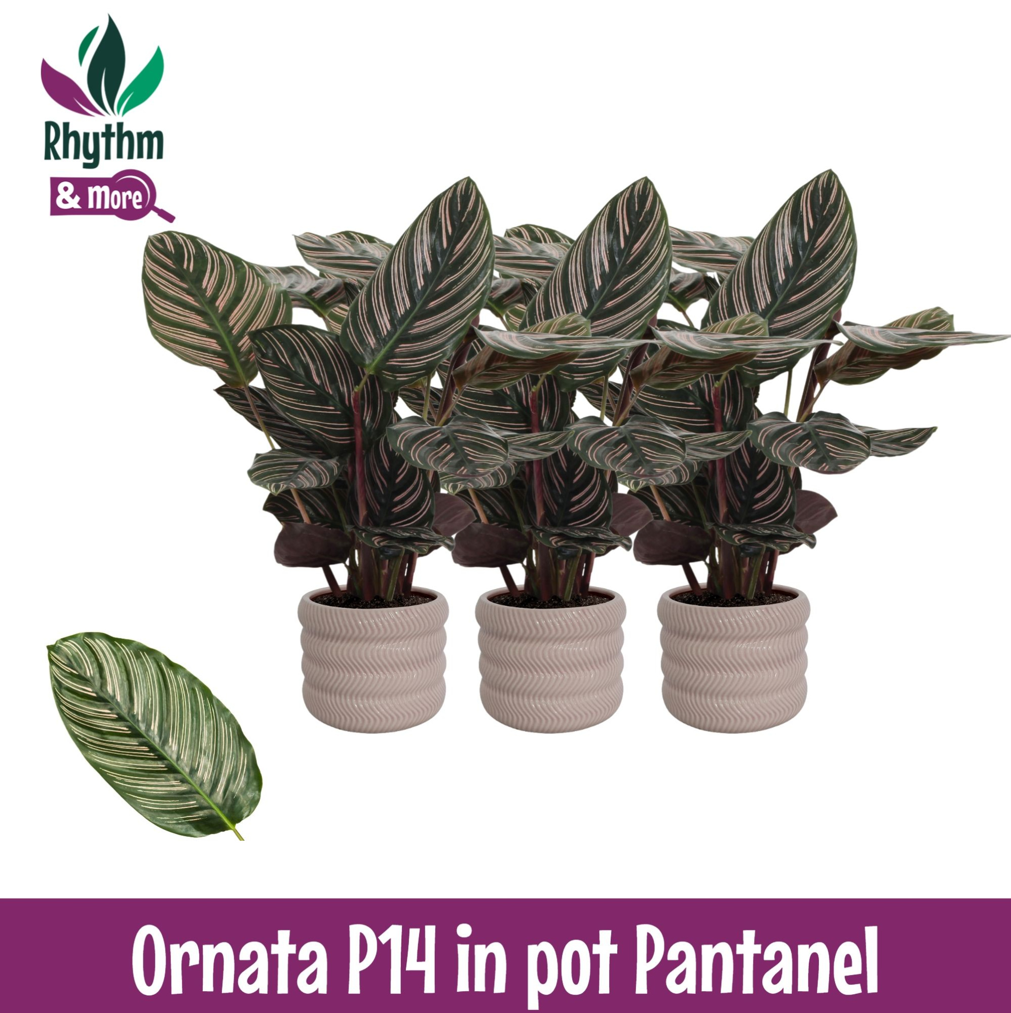 Calathea 14cm Ornata in Pantanel Keramiek - Rhythm & More, D 14