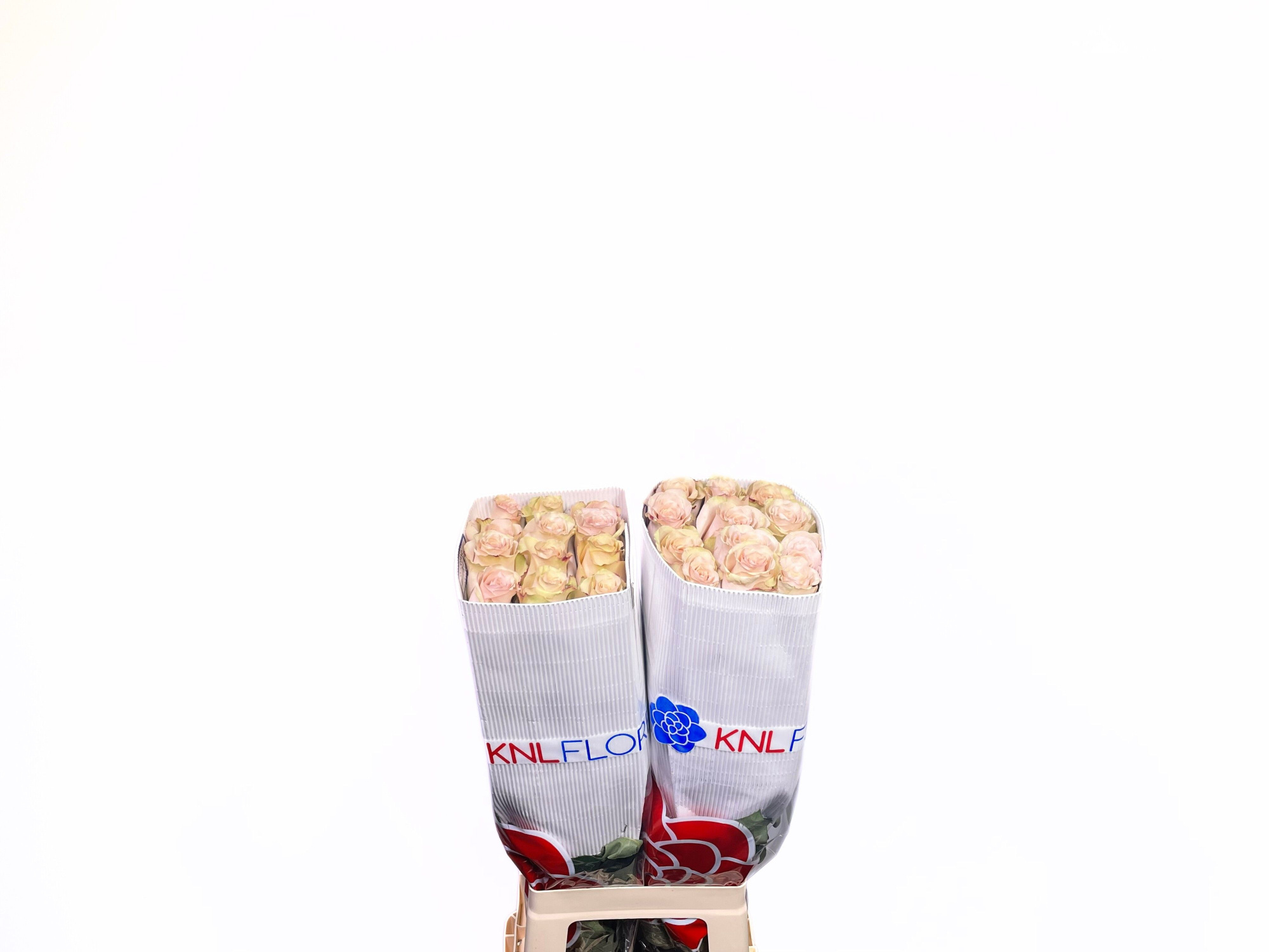 Роза од. Квиксэнд 70, шт.