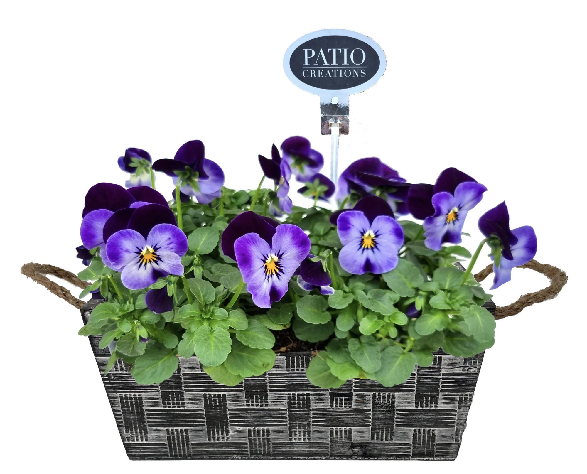 V833-9001 Viola met Festuca Milo S, D 18