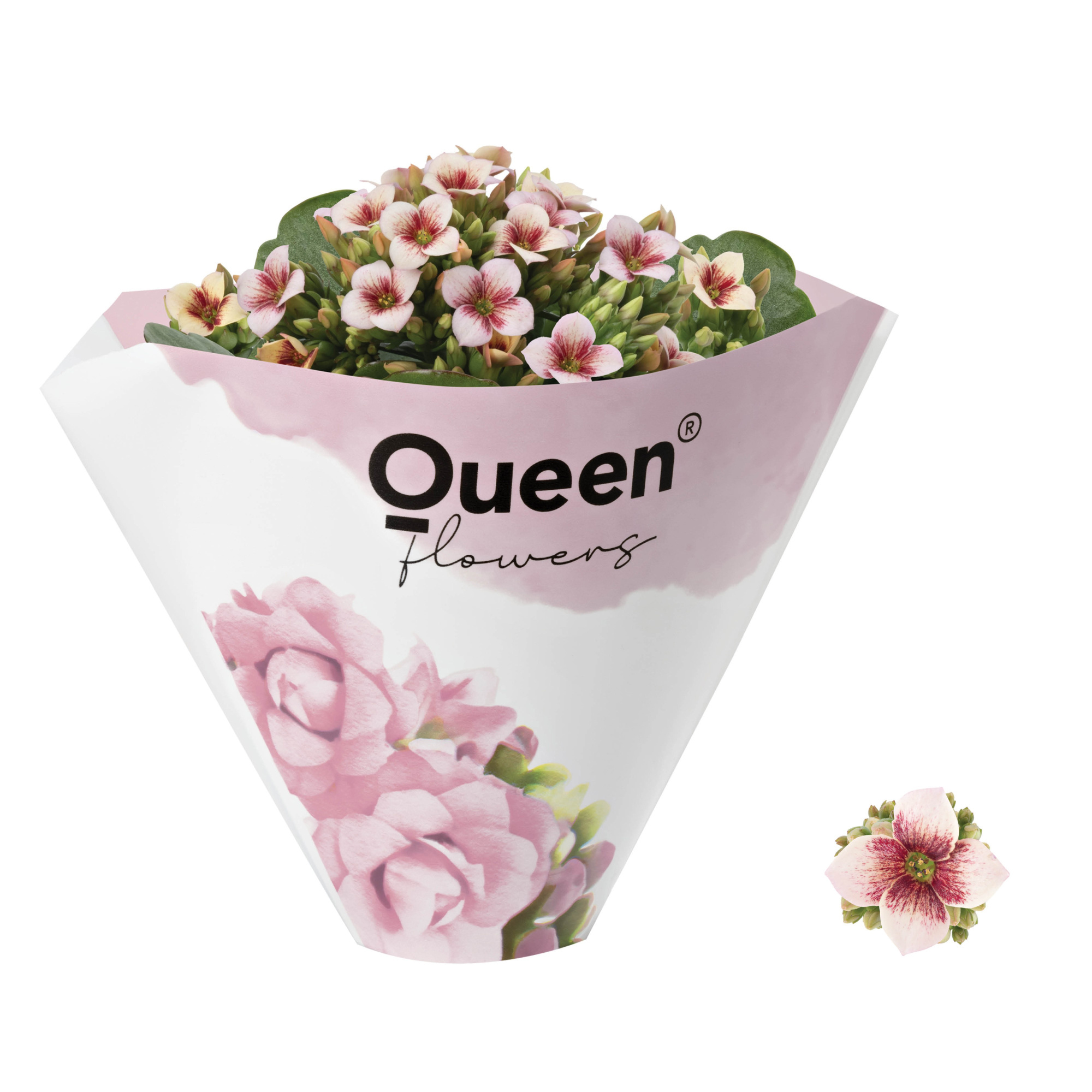 KALANCHOE ARTS-HYBRID 'ROSA ORIGINAL', D 6 cm