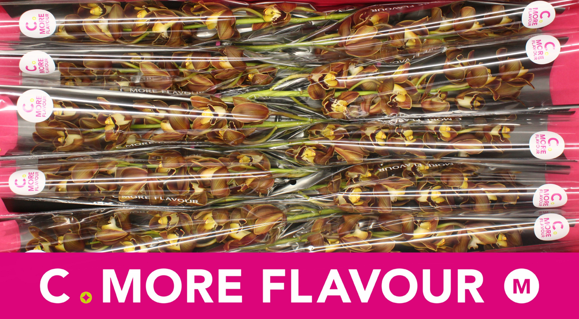 Цимбидиум мини Сирокко x10 60, шт.