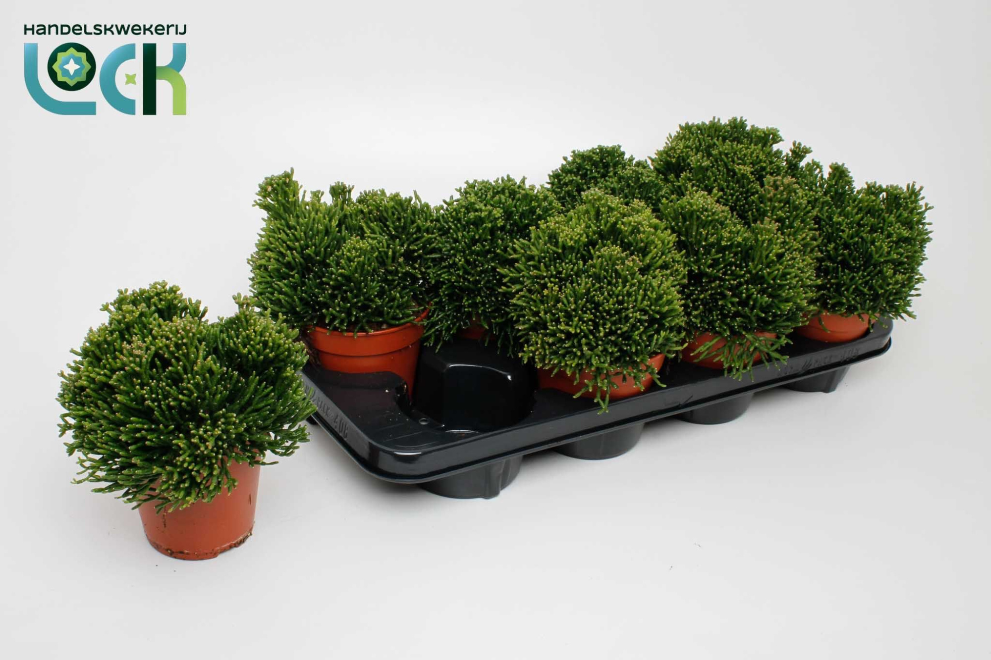 Hatiora Salicorniodes, D 12