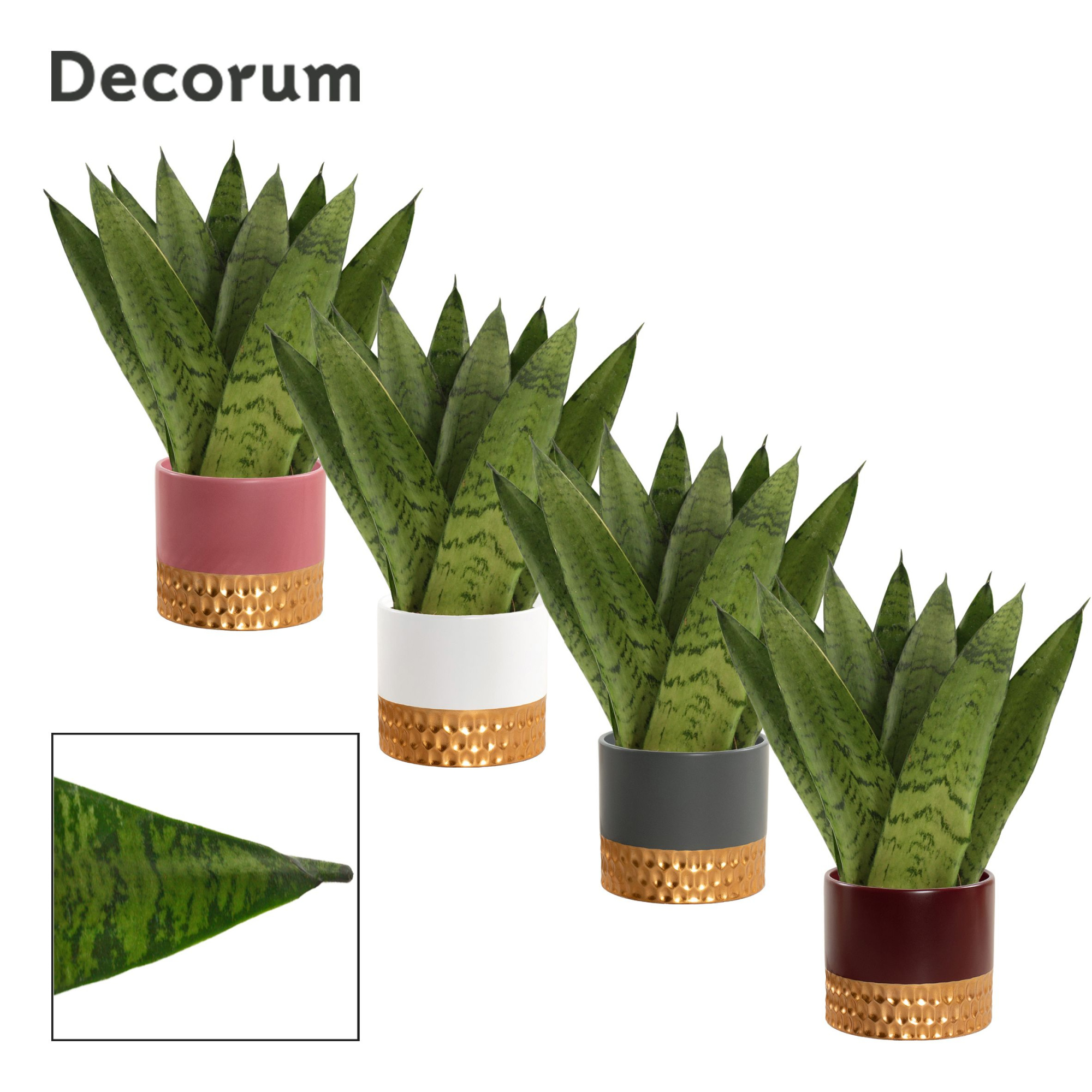 Sansevieria zeylanica fan 9 cm in Frederique (Rich love-collecti, D 9 cm