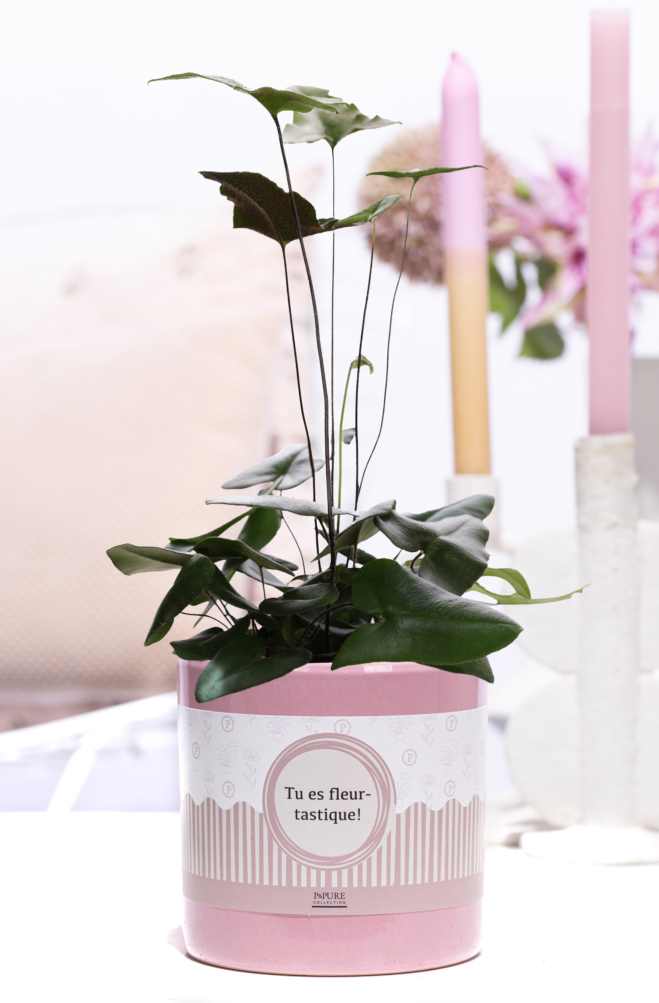 Hemionitis in Pure Essential, D 12