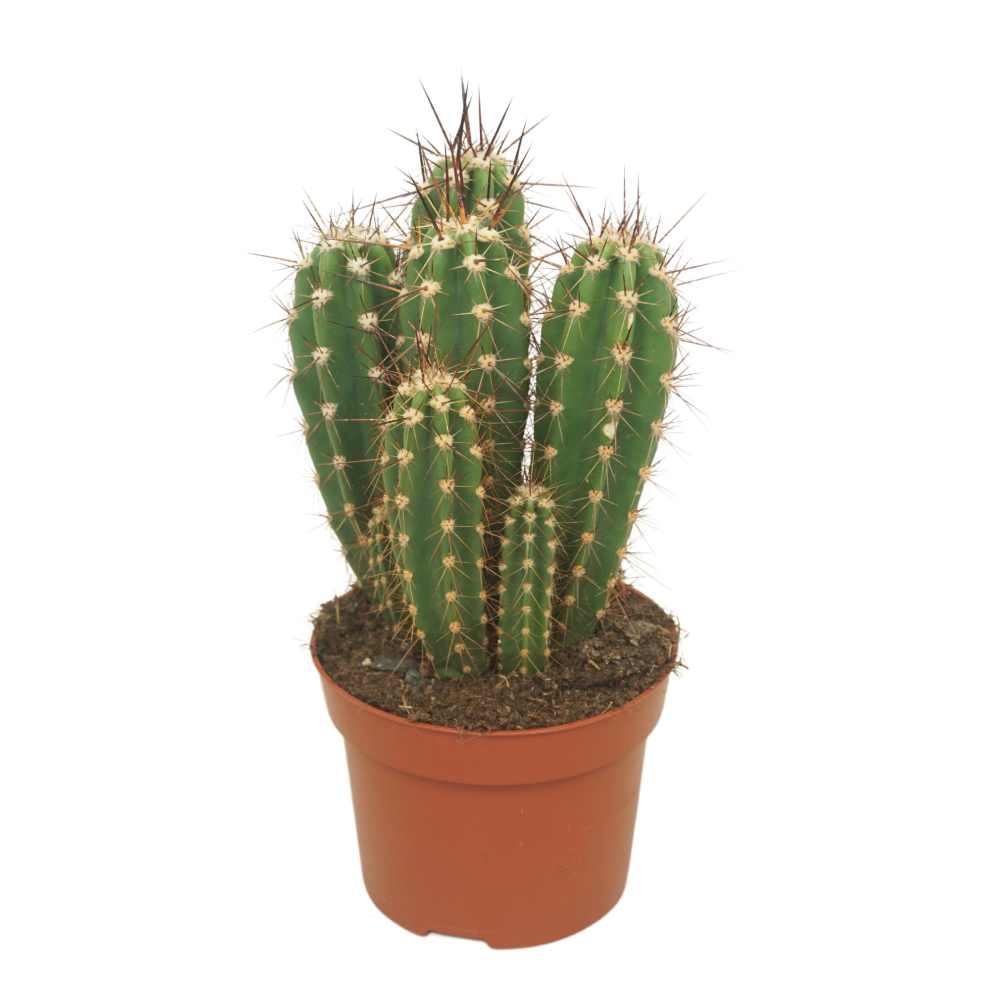 Neocardenasia herzogiana 12 cm, D 12