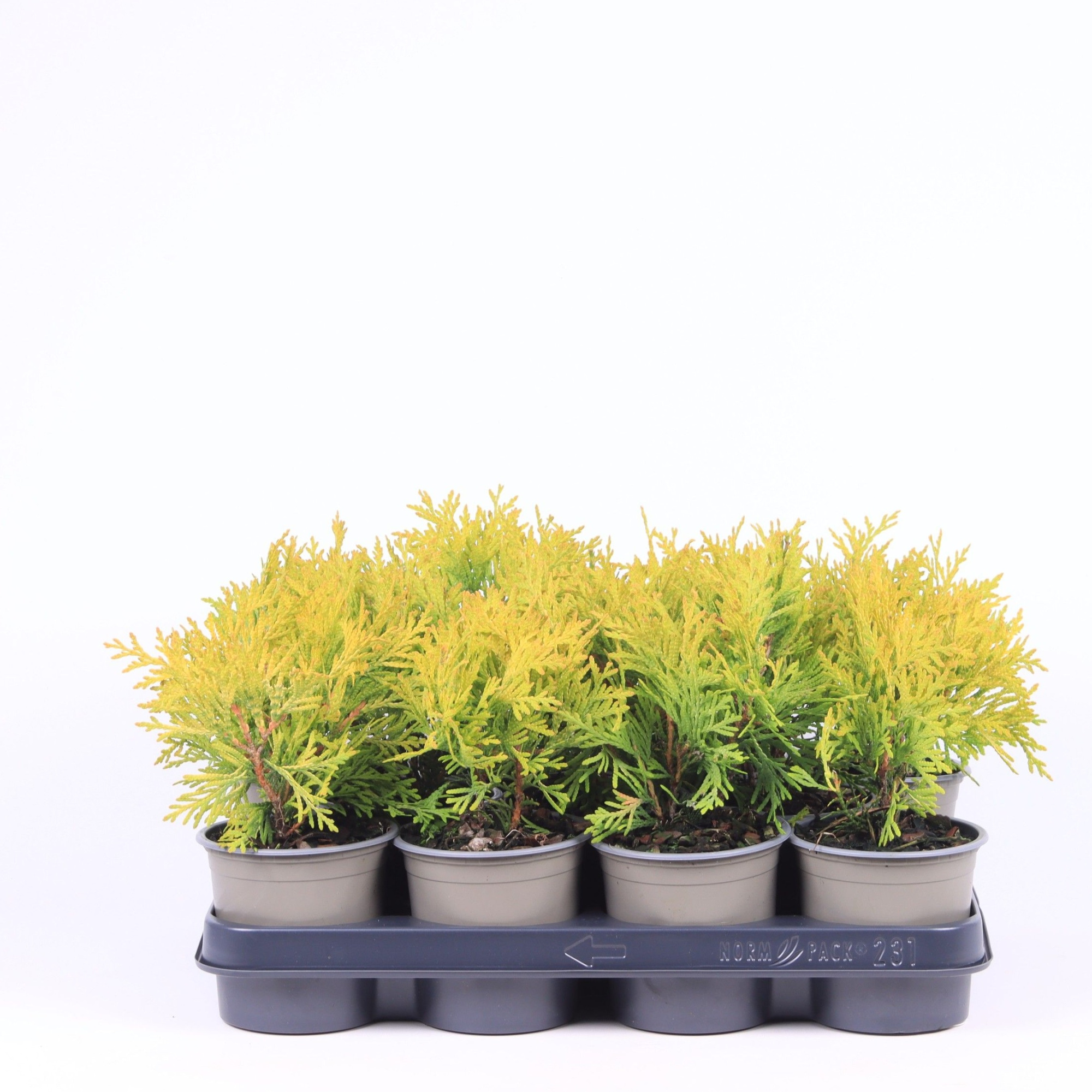 Thuja occidentalis 'Golden Globe', D 11 cm