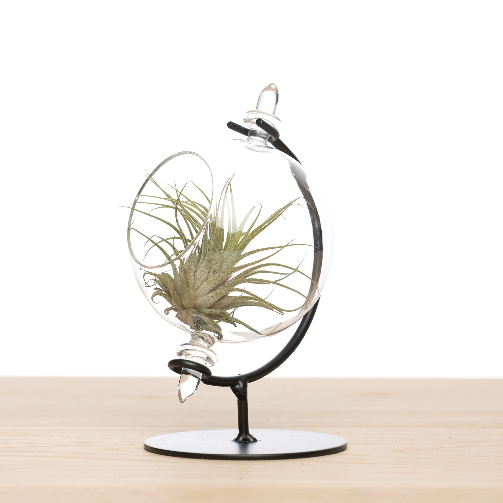 Tillandsia in Globe (small), D 9