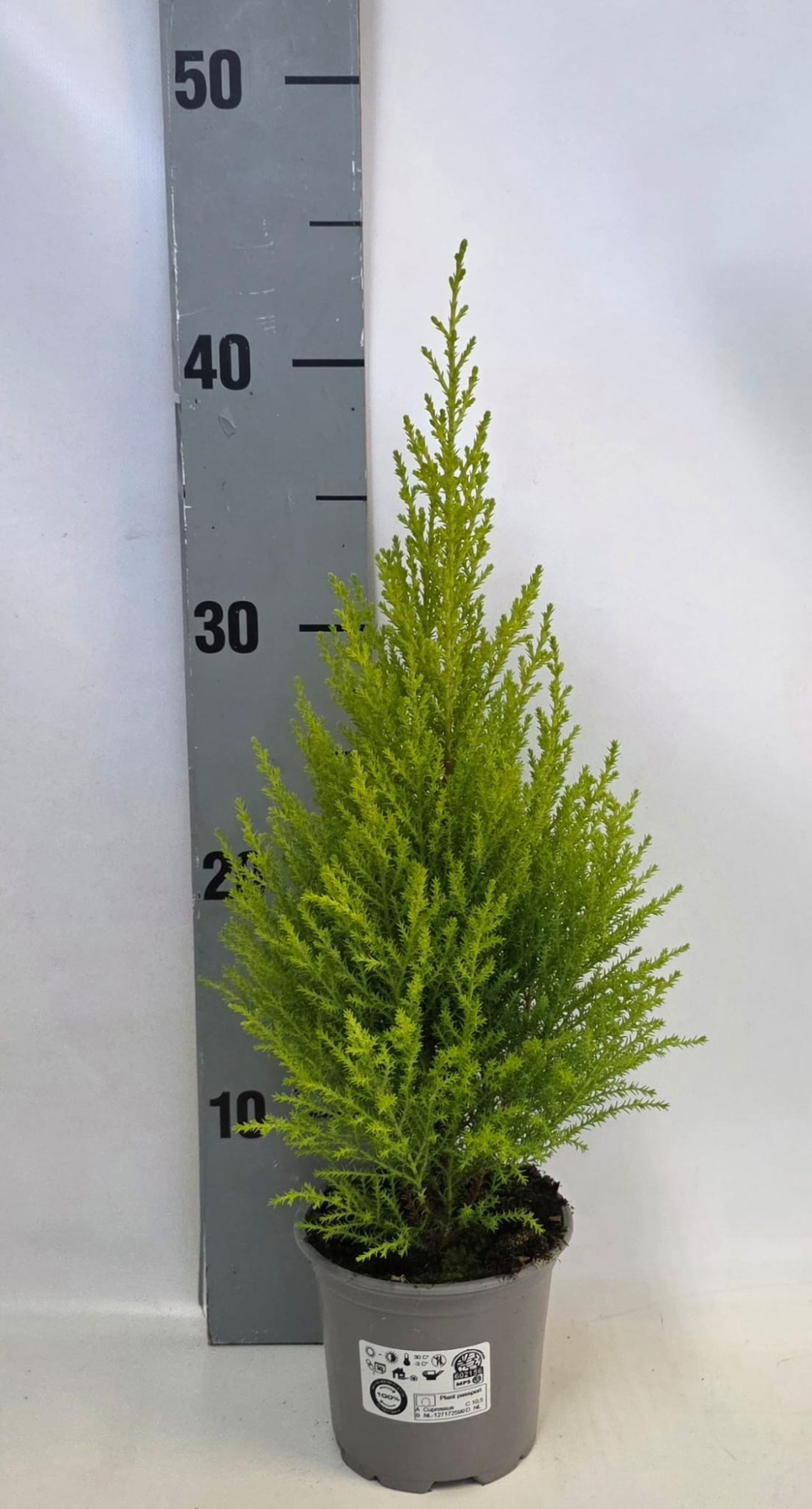 Cupressus piramide 10,5cm, D 10,5 cm