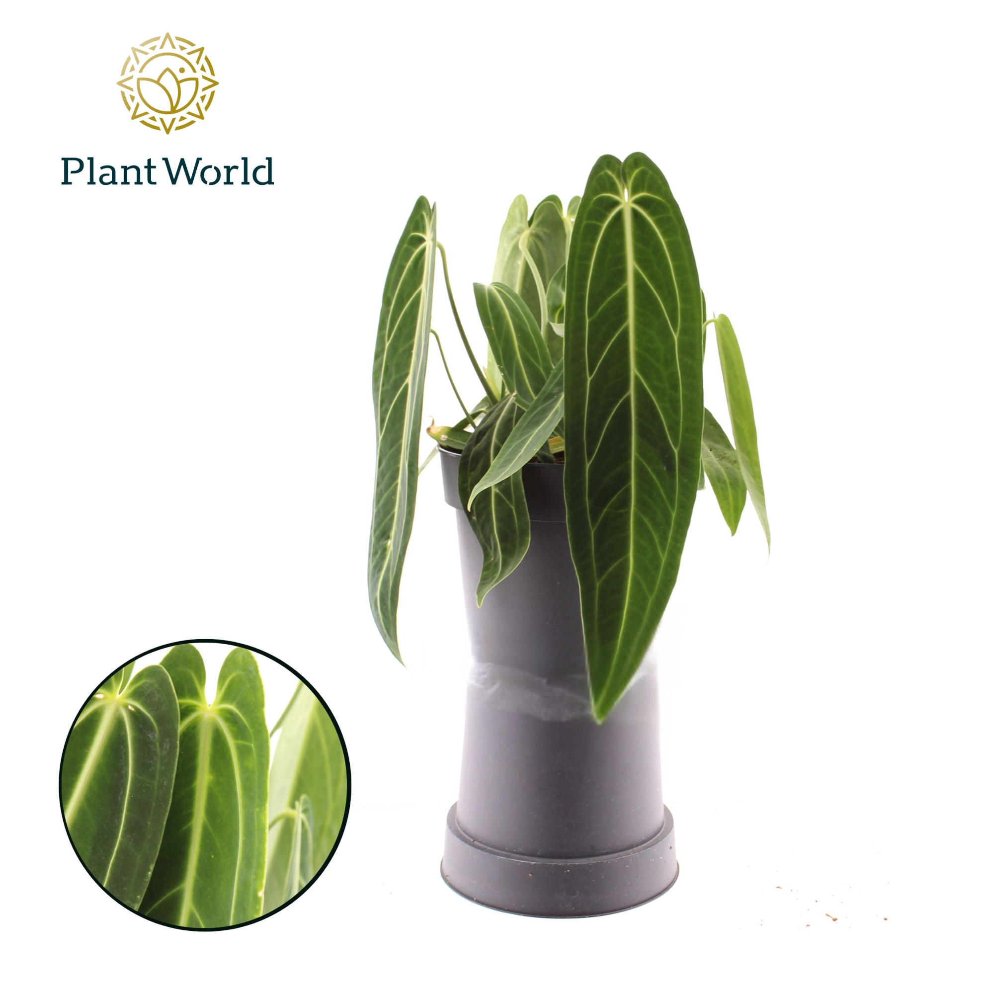 Anthurium Warocqueanum, D 19 cm