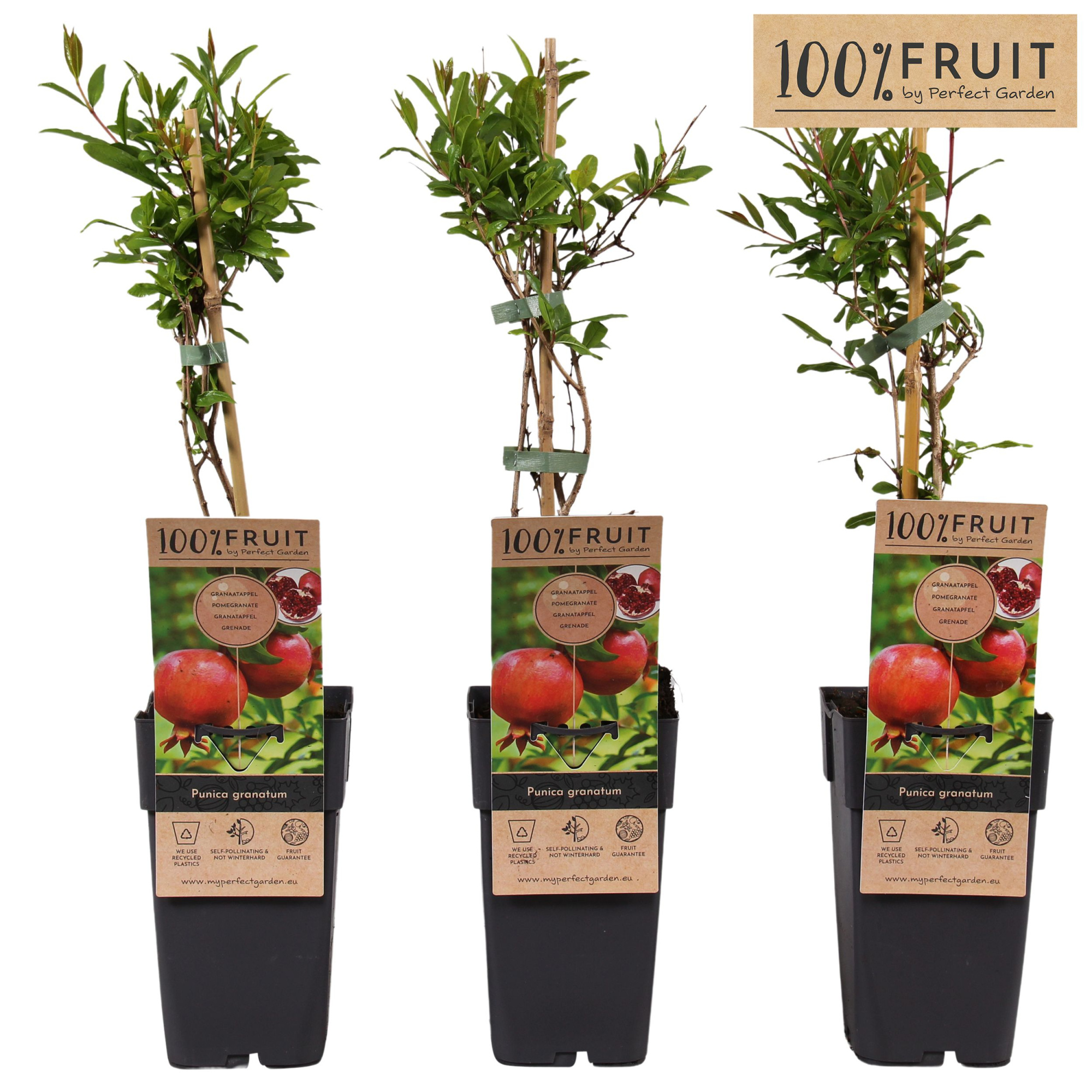 Punica granatum P15, D 15 cm