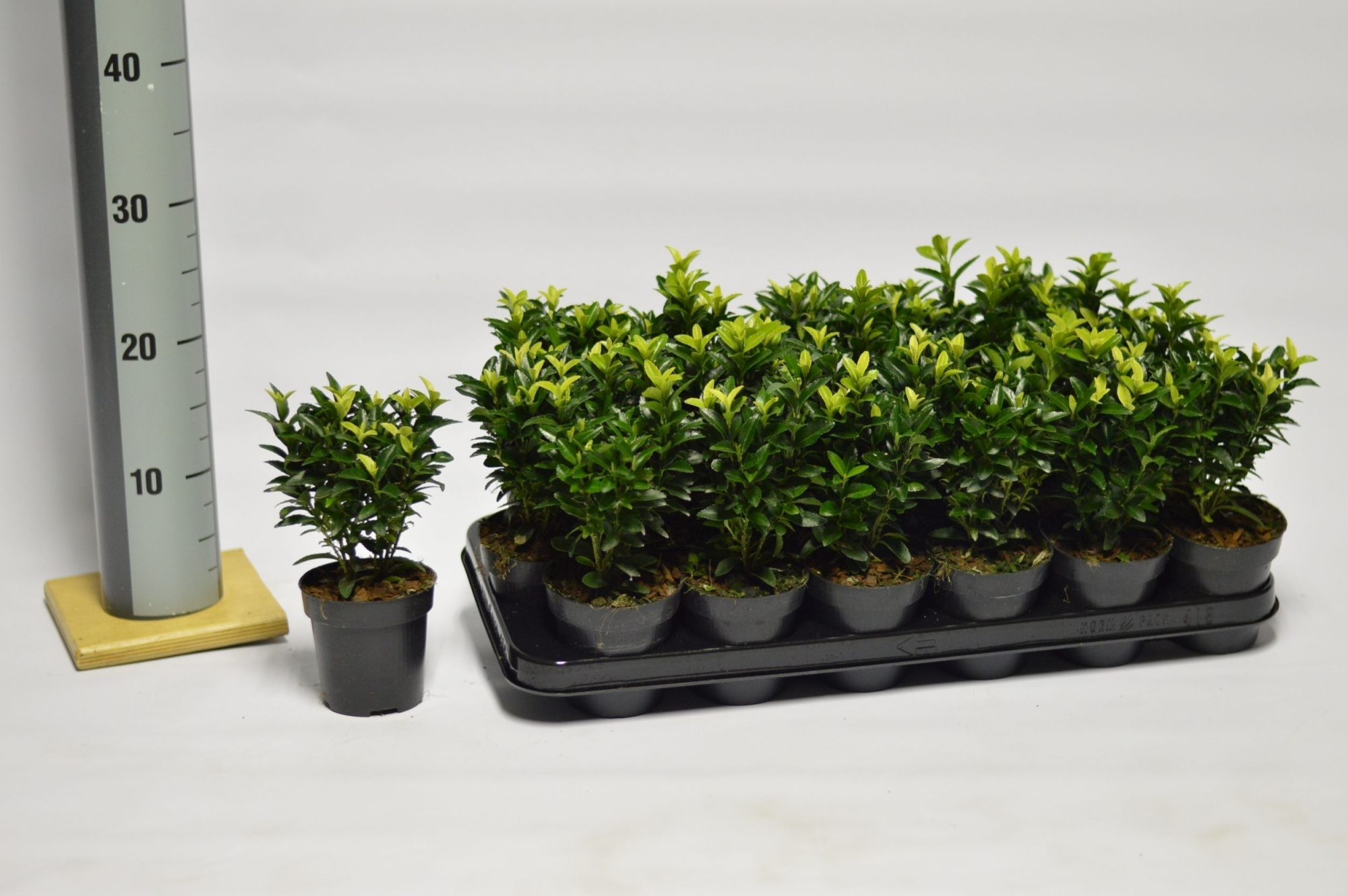 Euonymus jap. Paloma Blanca, D 9 cm