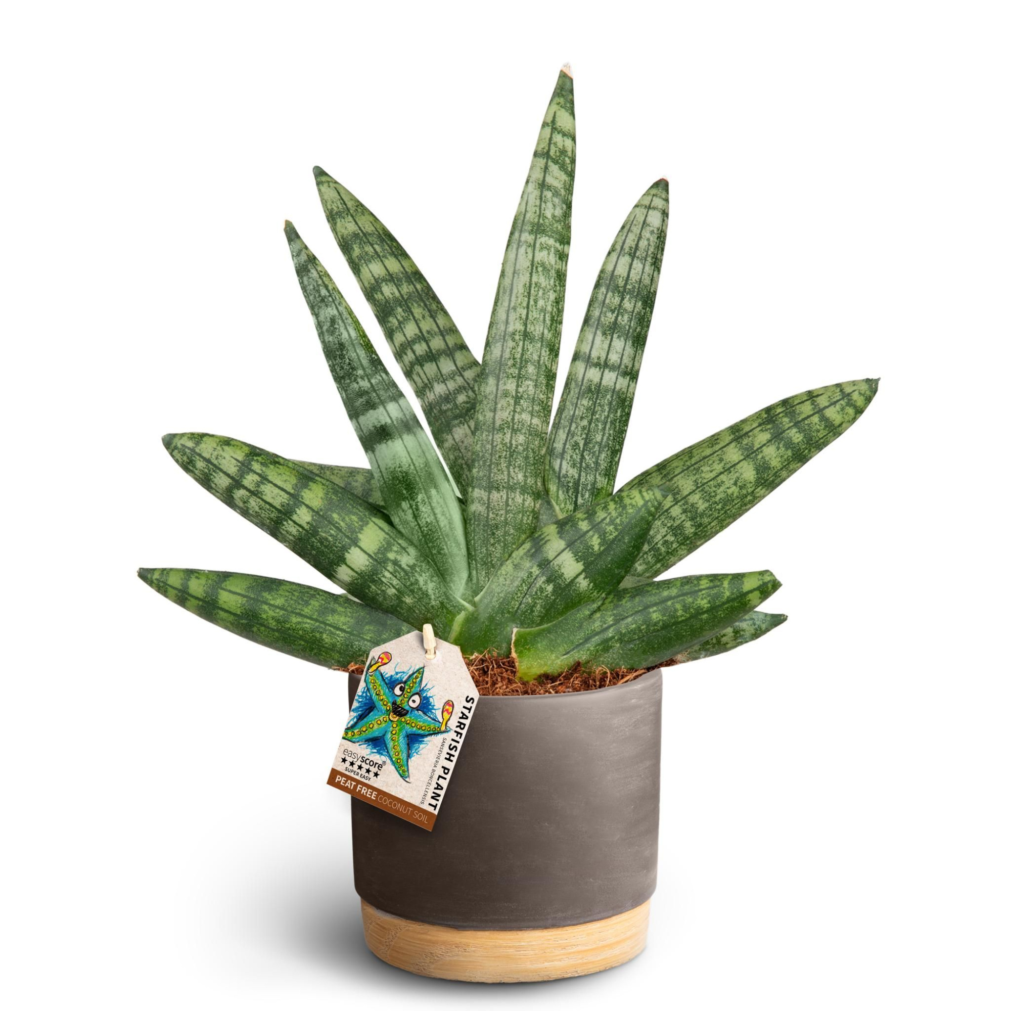 Woodbase Mocca, Sansevieria Boncellensis, D 12 cm