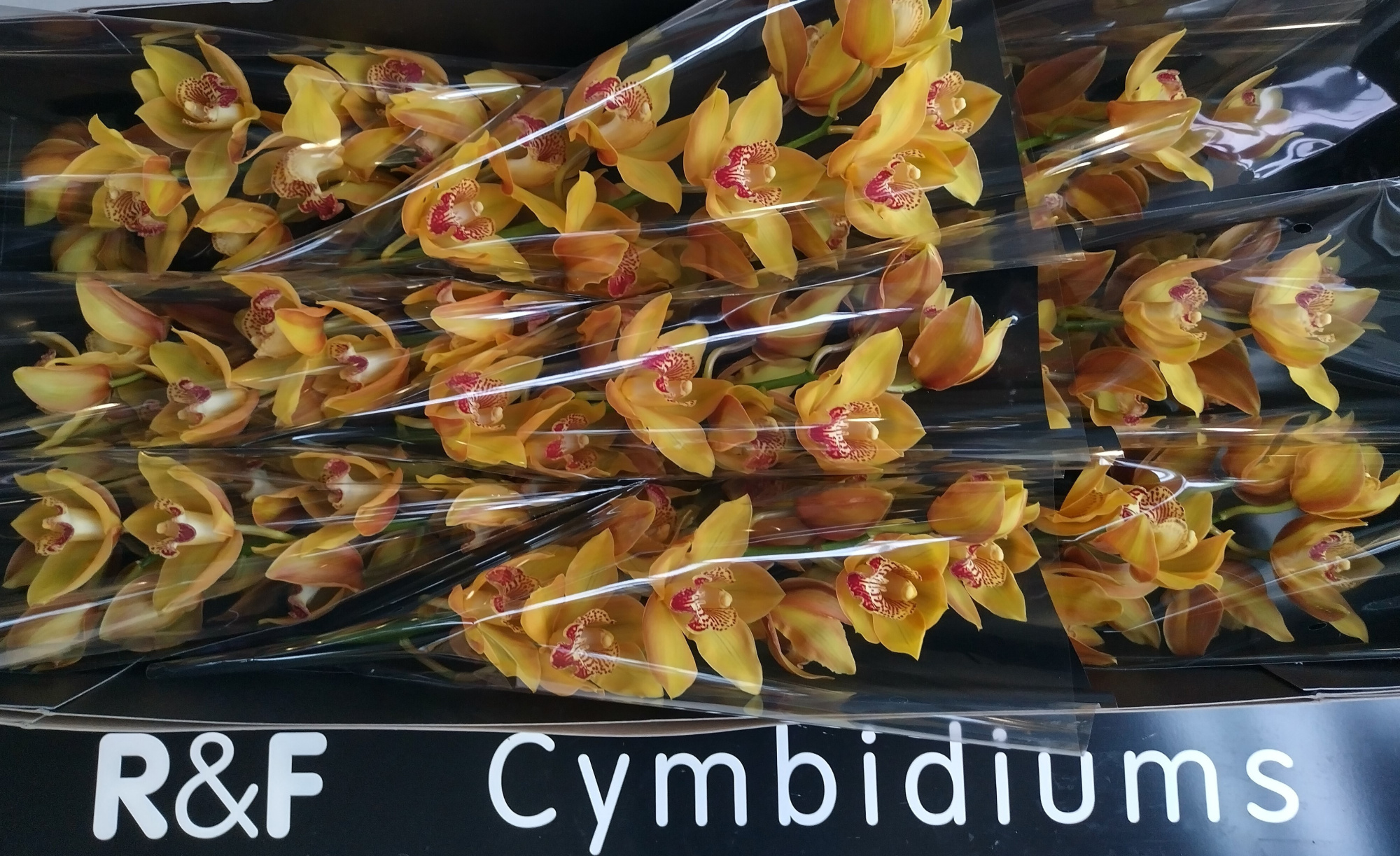 Цимбидиум Эстер x9 60, шт.