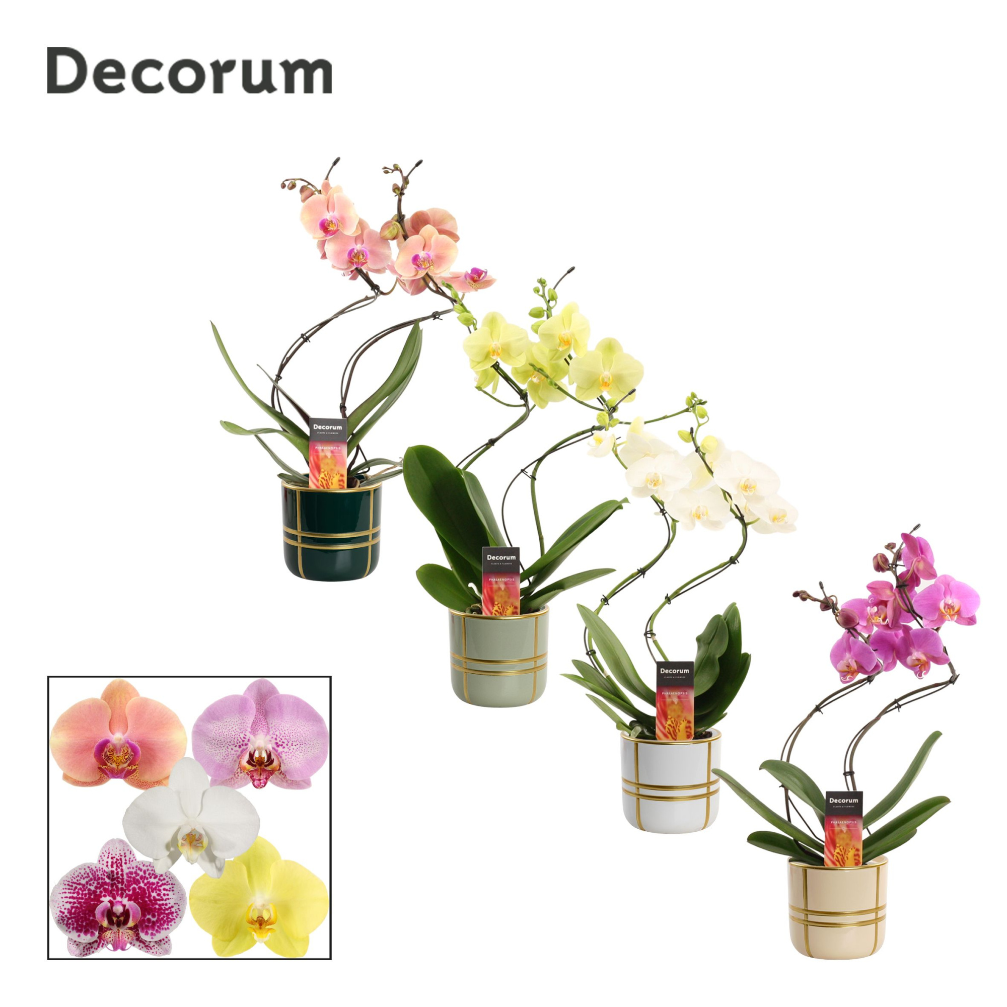 Phalaenopsis hurricane mix in Lauri (Top blend-collection), D 12 cm