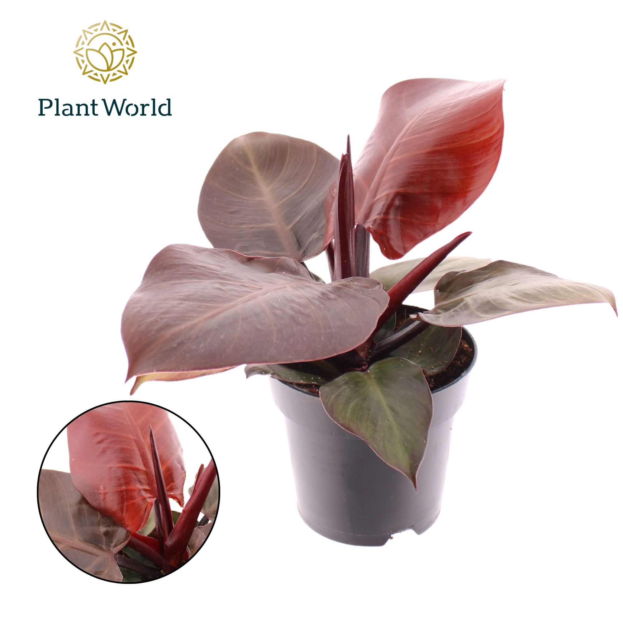 Philodendron Cherry red, D 12 cm
