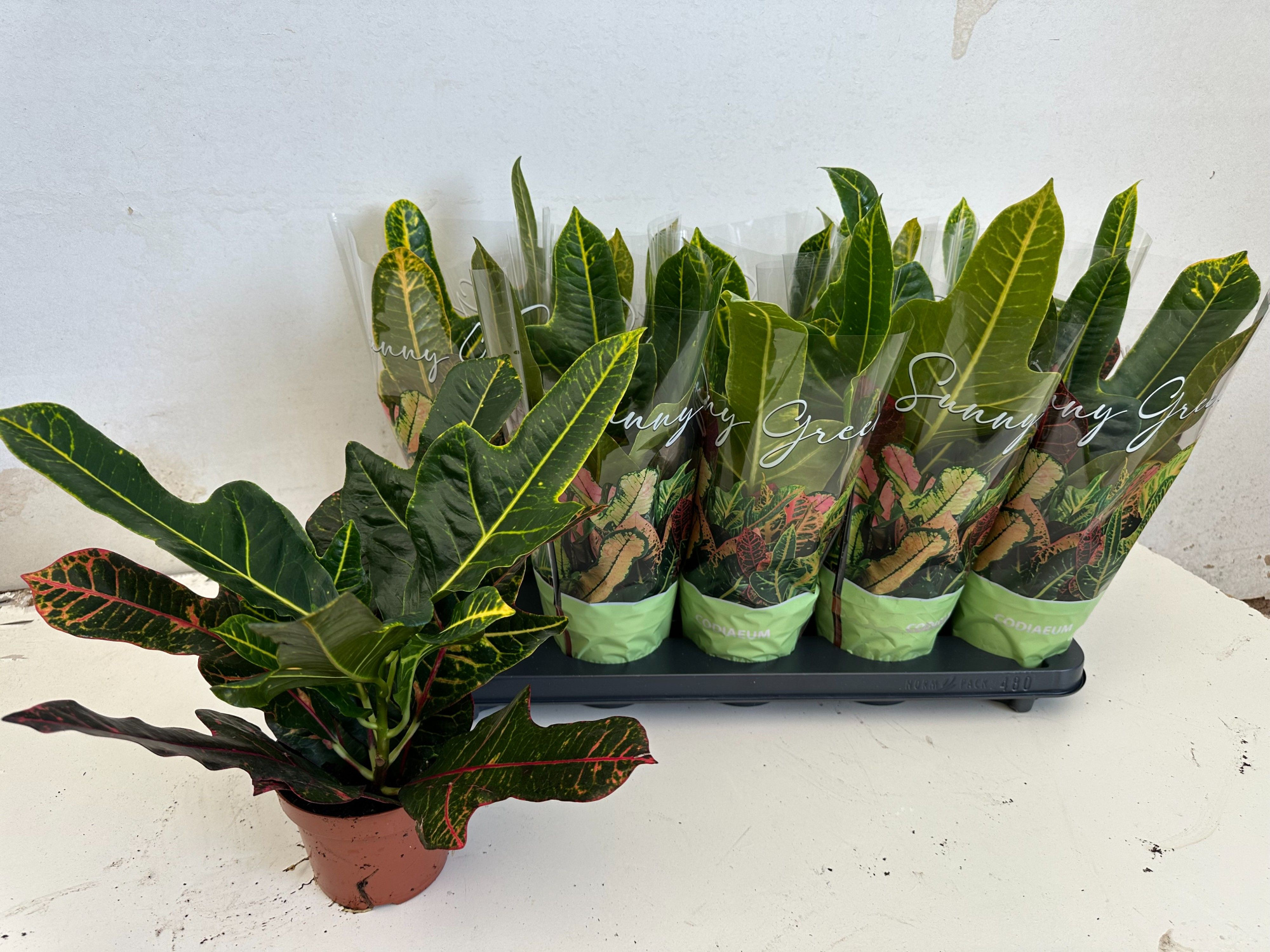 Codiaeum variegatum Excellent, D 12