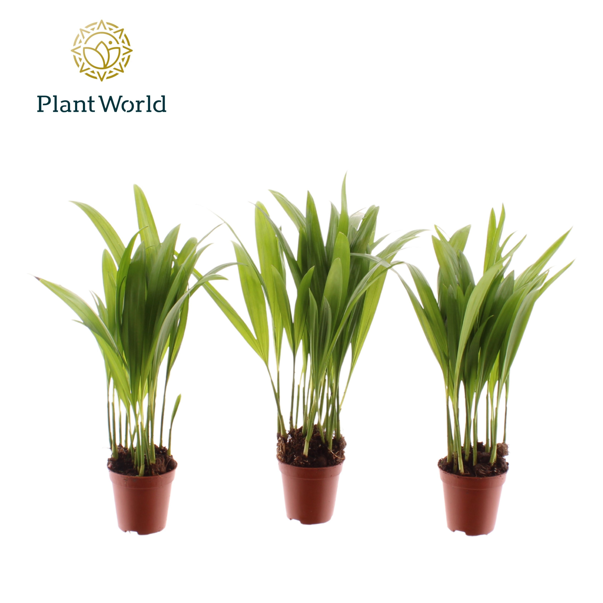 Tiny Pammy (Areca), D 5,5