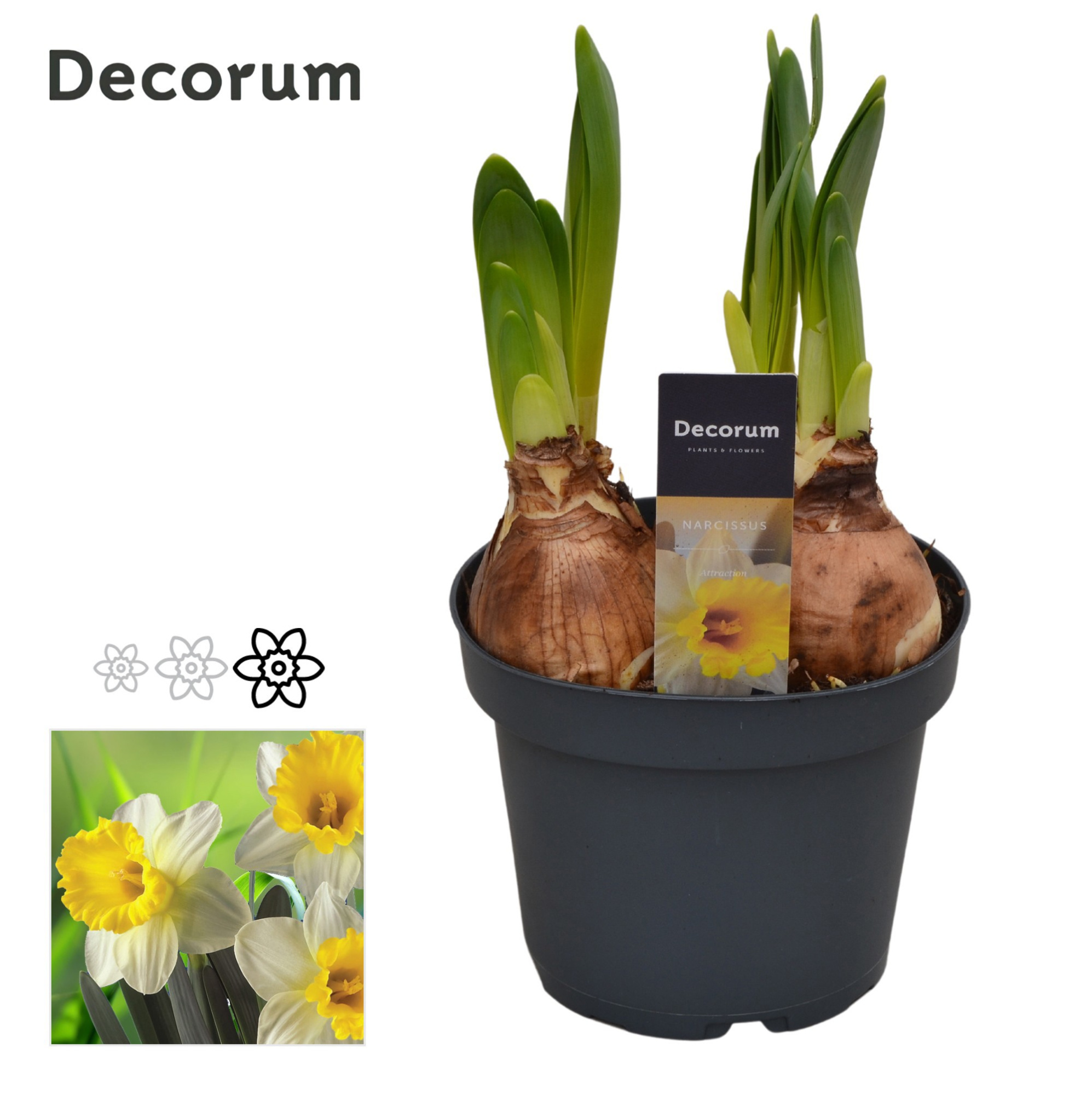 Narcis Attraction, D 13