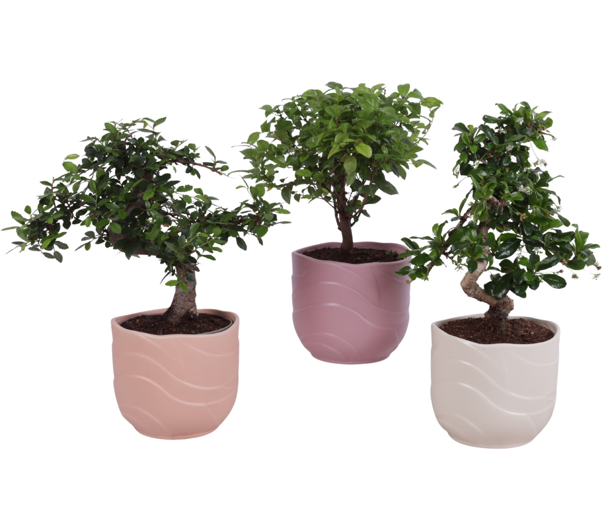 Bonsai Indoor Mix Ø12cm Mix B/S Shape in Ø 14cm Ceramic SE660, D 14