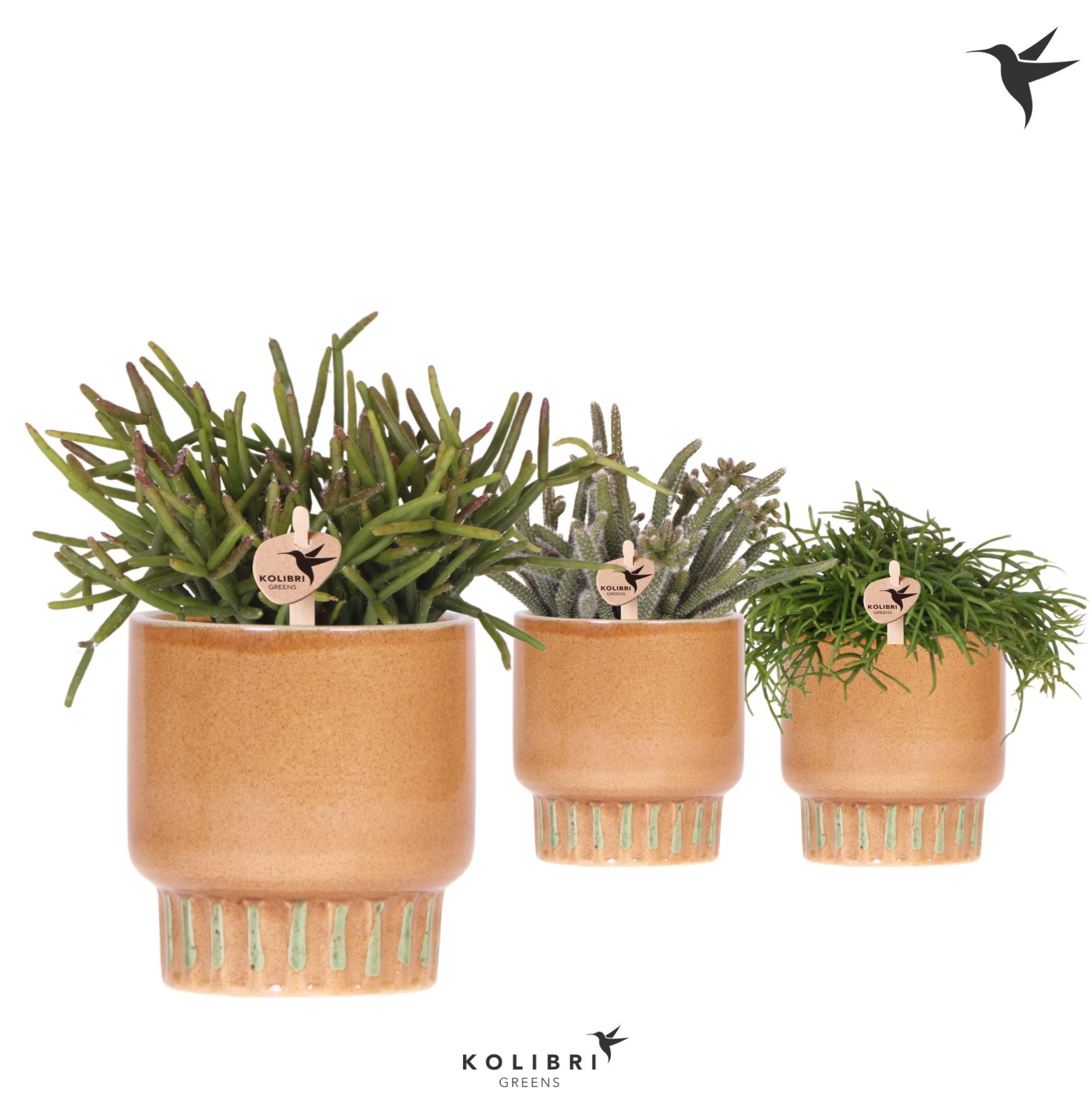 Kolibri Greens Rhipsalis mix in Bold pot cognac, D 9 cm