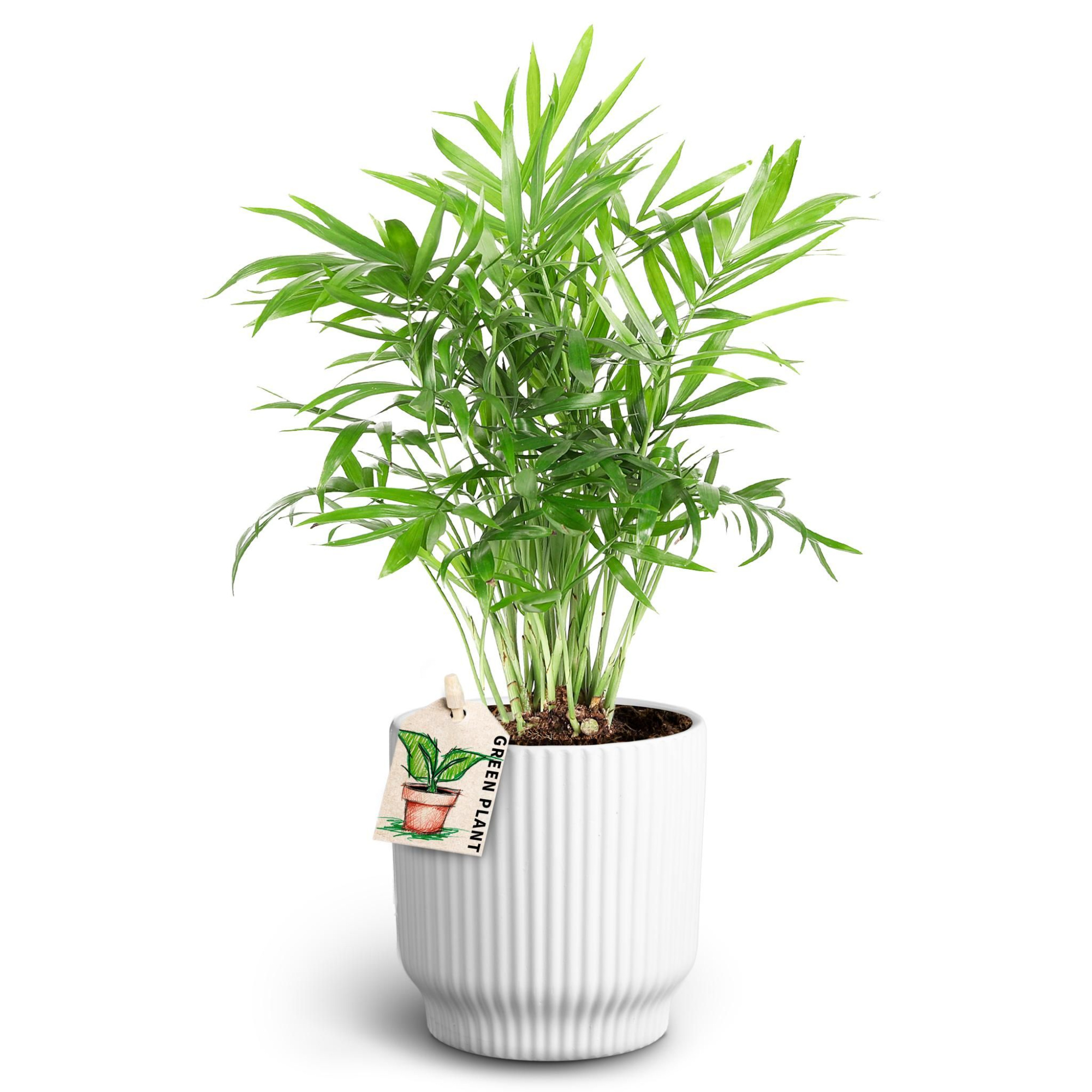 Nordic White, Chamaedorea, D 10 cm