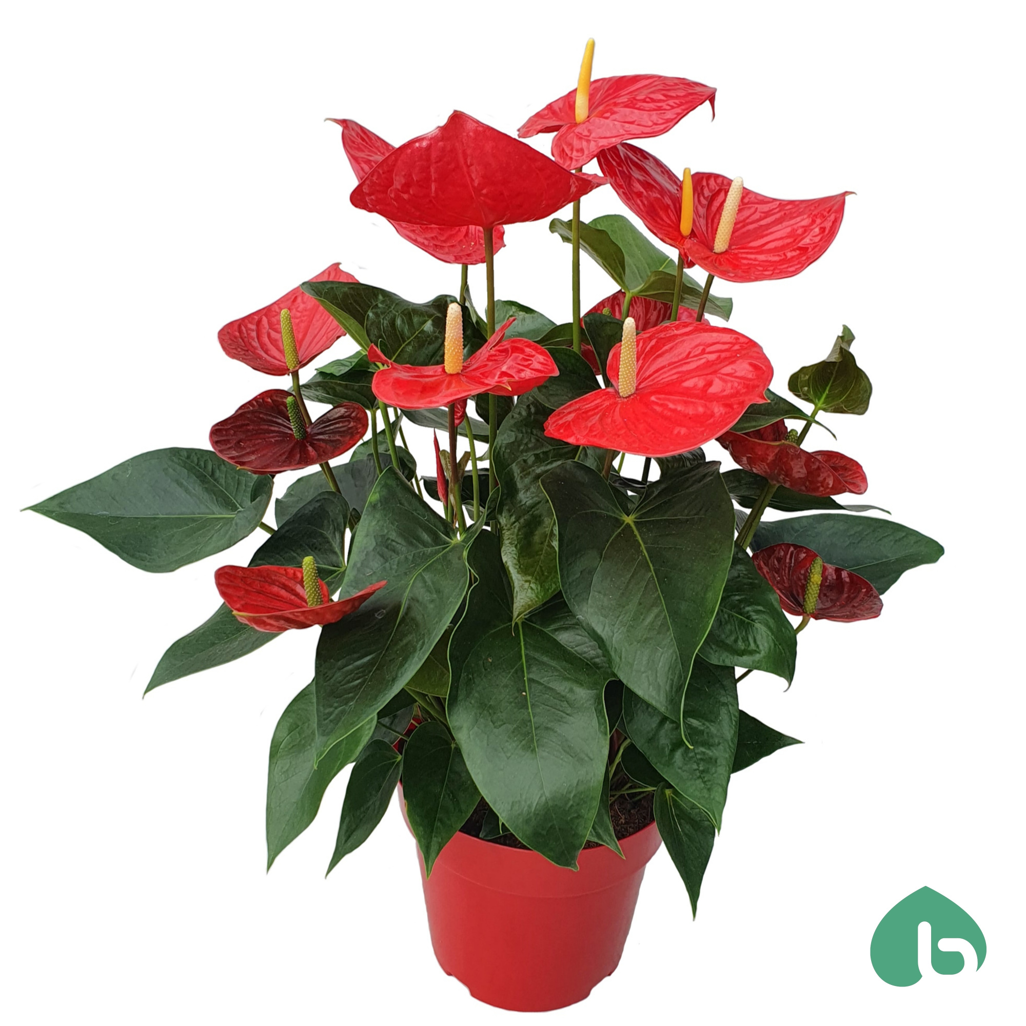 Anthurium Red ''Big Flowers'' Oklahoma, D 24 cm
