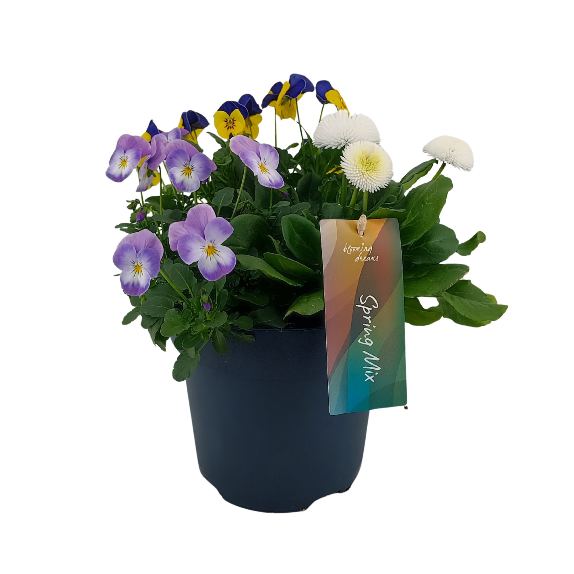 Springmix 1 p17 (NL), D 17