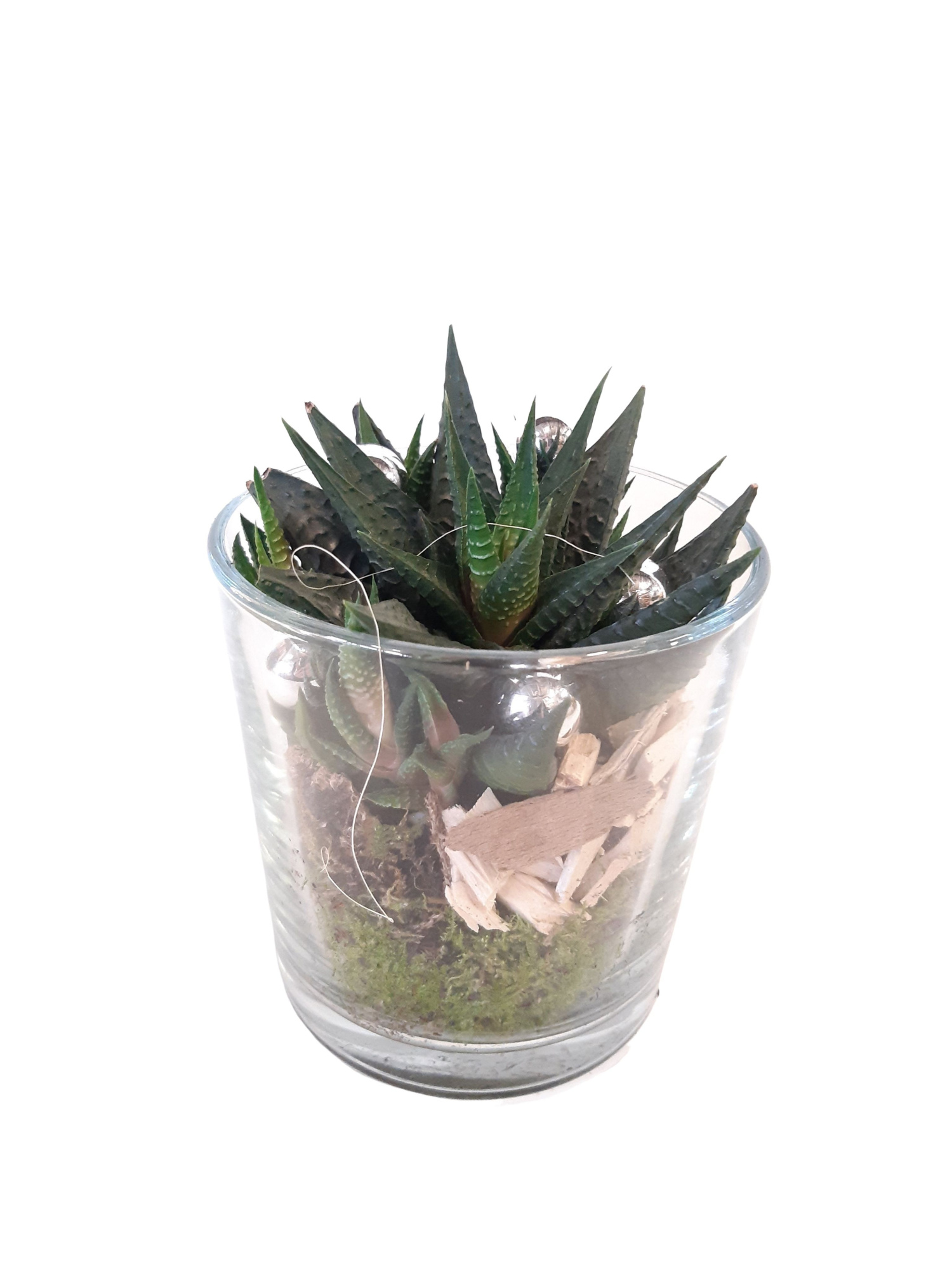 213 KST Haw.Limifolia in cil.glas KERST, D 13 cm