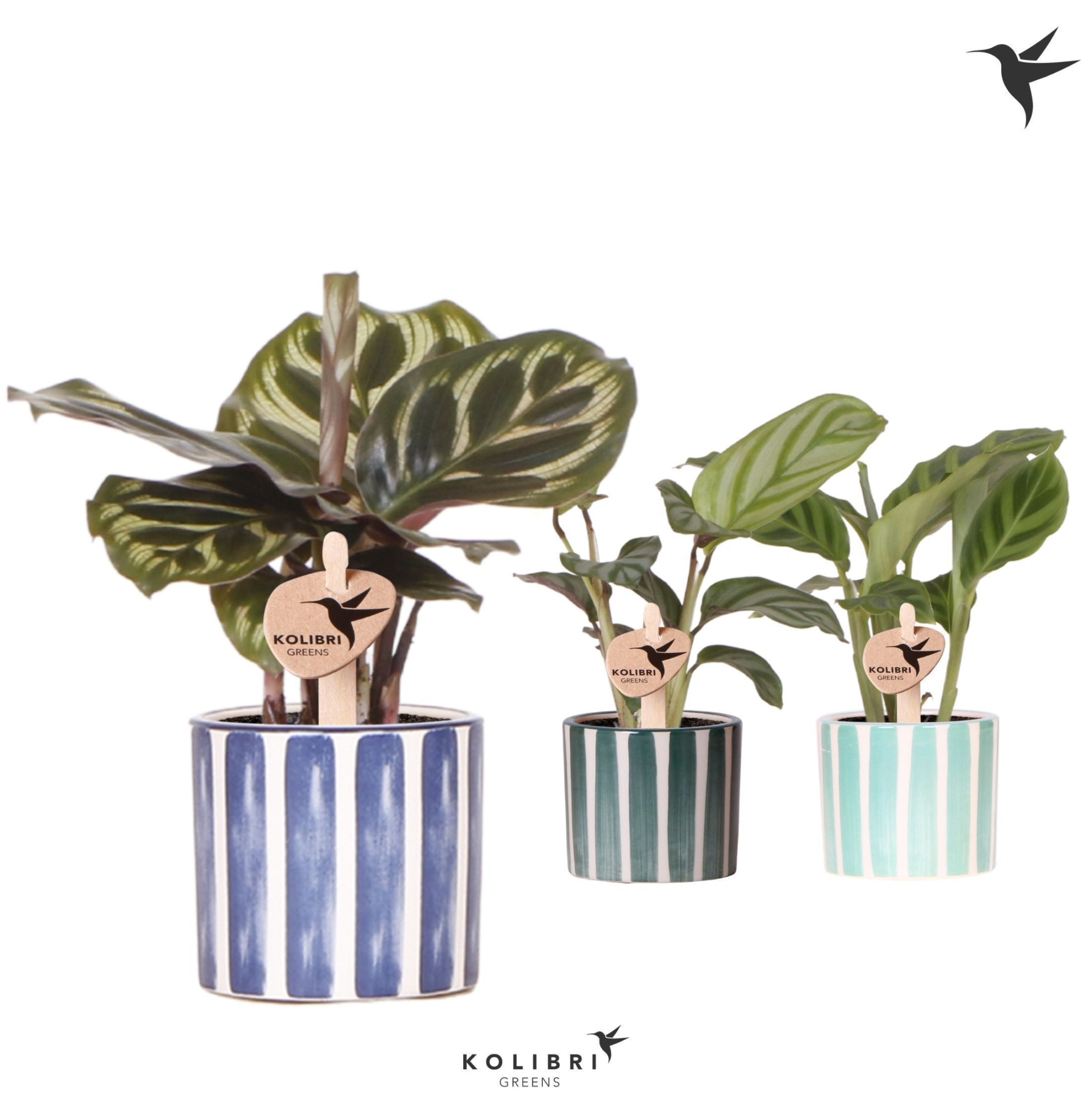 Kolibri Greens Calathea mix in Painted Stripe pot blue mix, D 6 cm