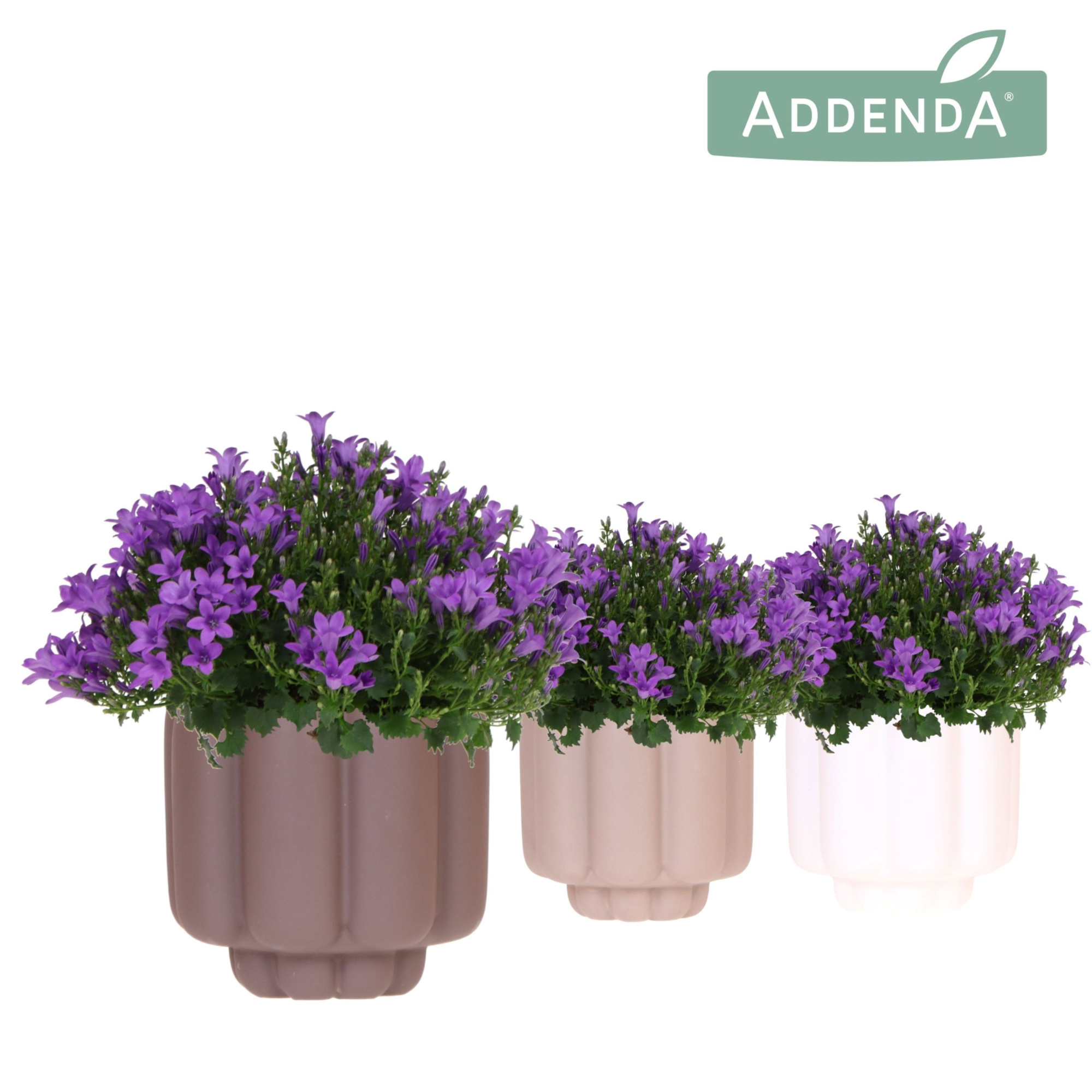 Campanula Addenda Ambella Intense purple in Retro pot sand mix, D 12