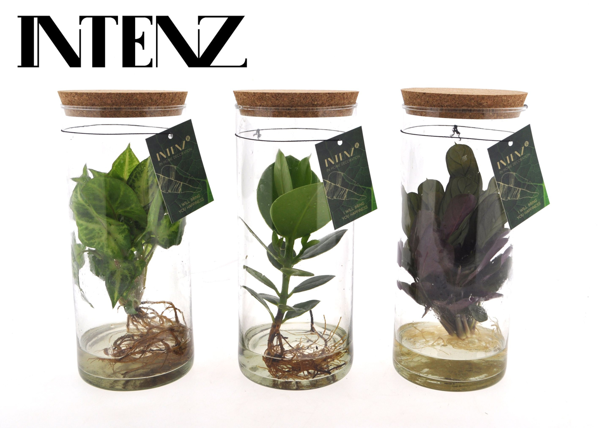 MIx in Tube glas Medium, D 12