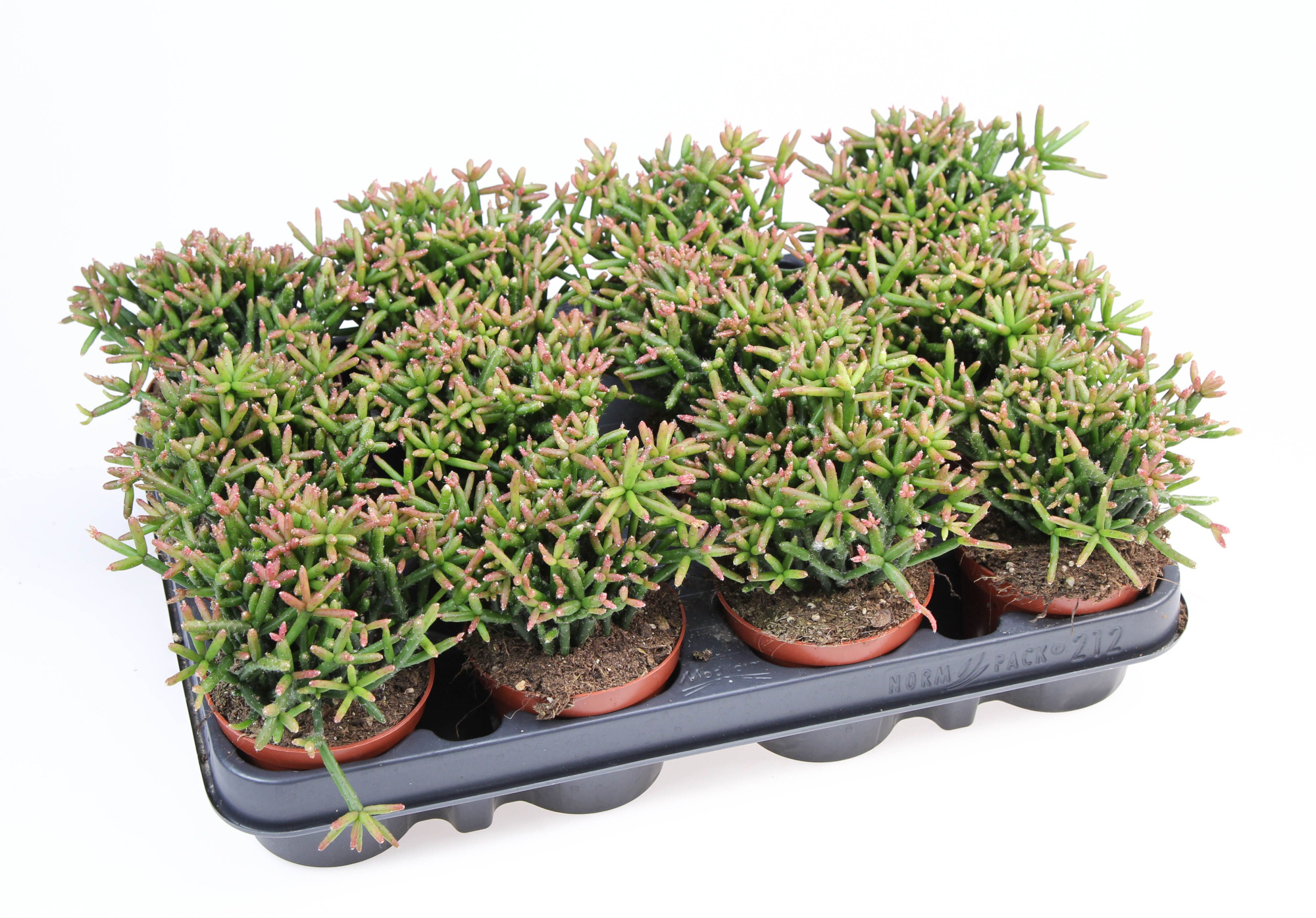 Rhipsalis burchellii, D 8,5 cm