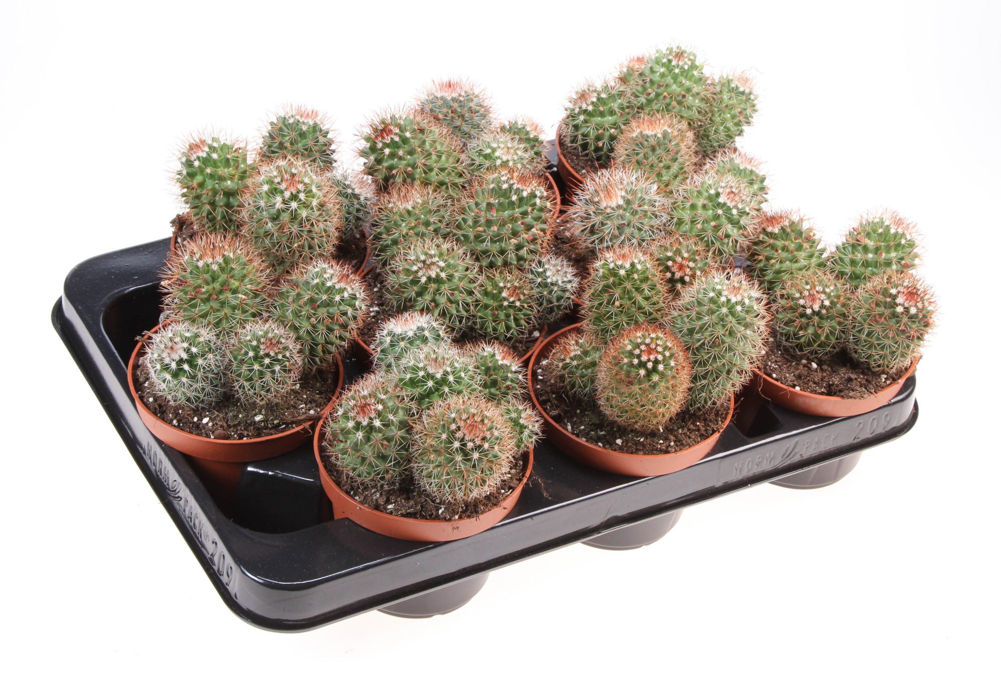 Mammillaria ernestii rood, D 10,5