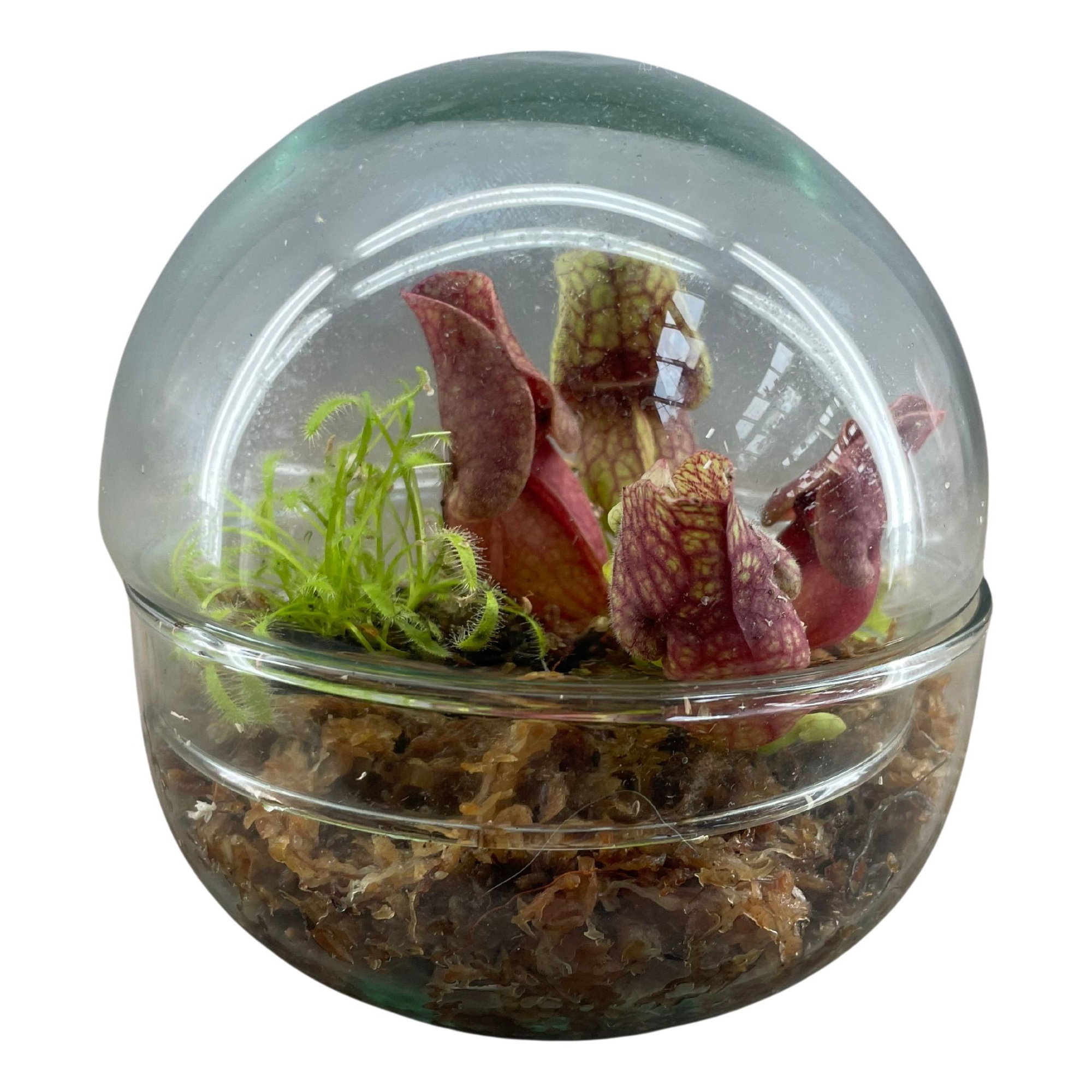 Vleesetende planten in 2-delig terrarium bol klein, D 12