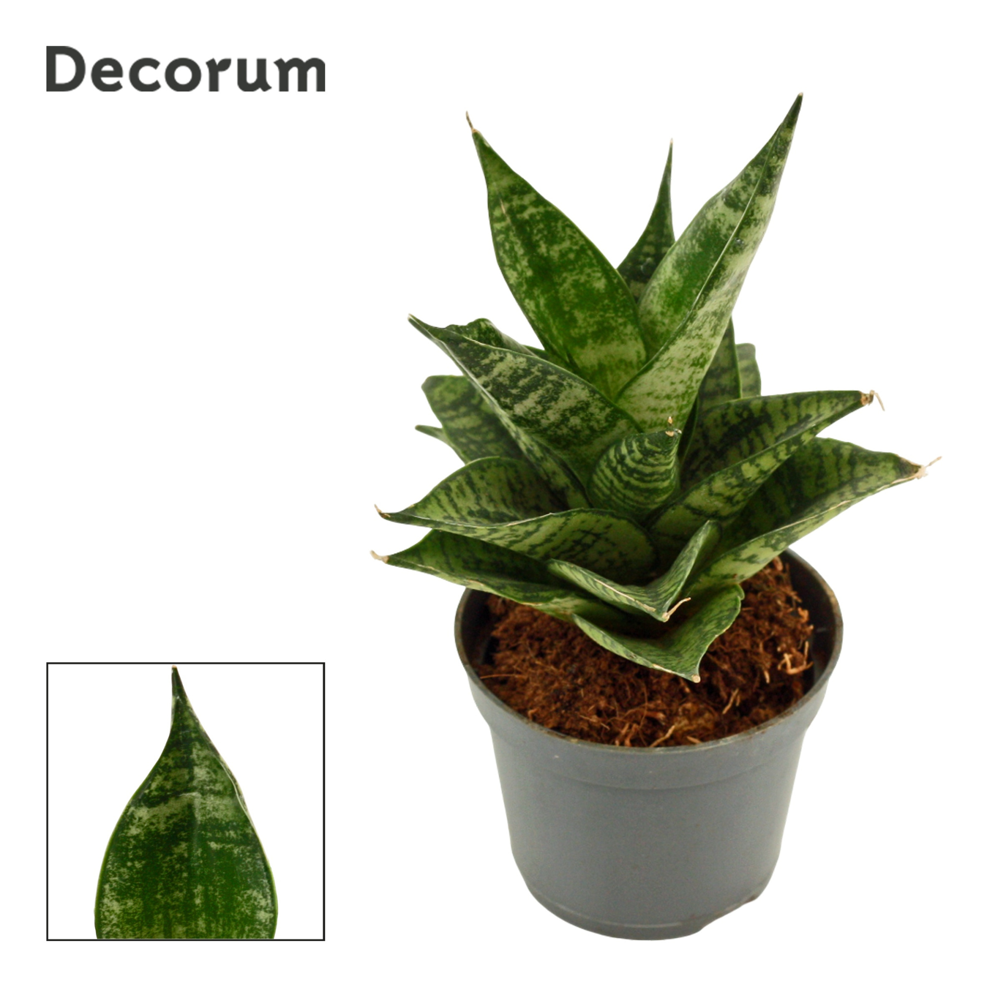 Sansevieria Erlandel Crown 6 cm (Decorum), D 6