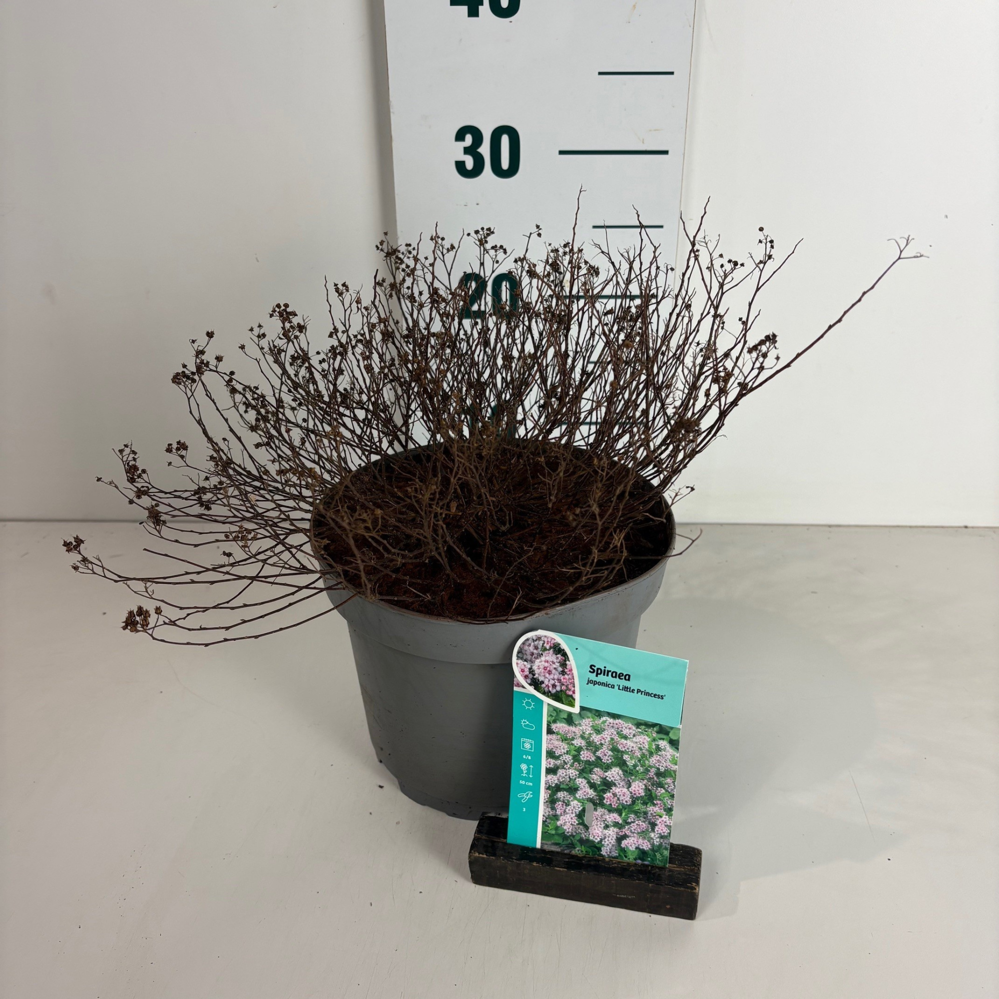 Spiraea japonica Little Princess, D 20