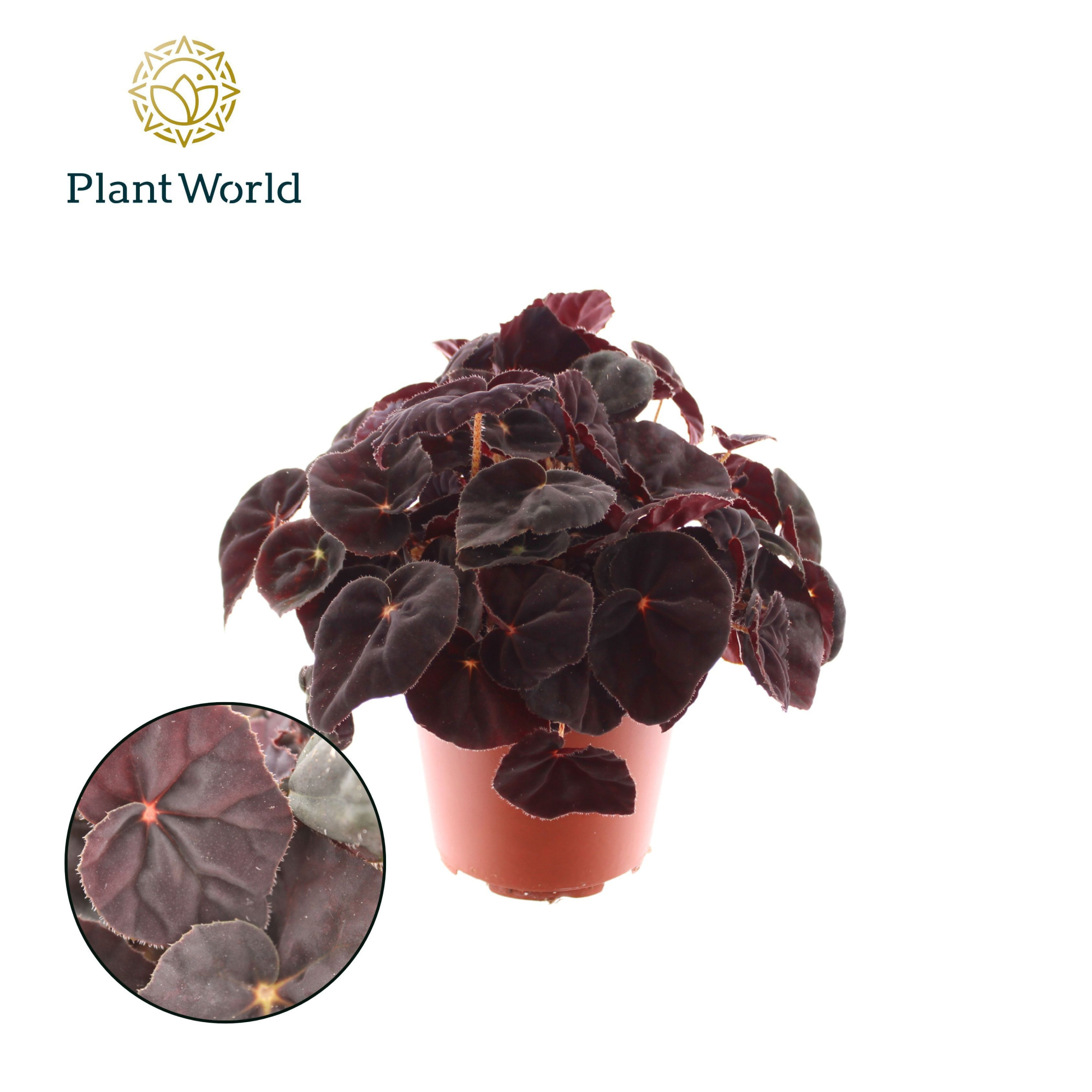 Begonia rex Conga, D 12 cm