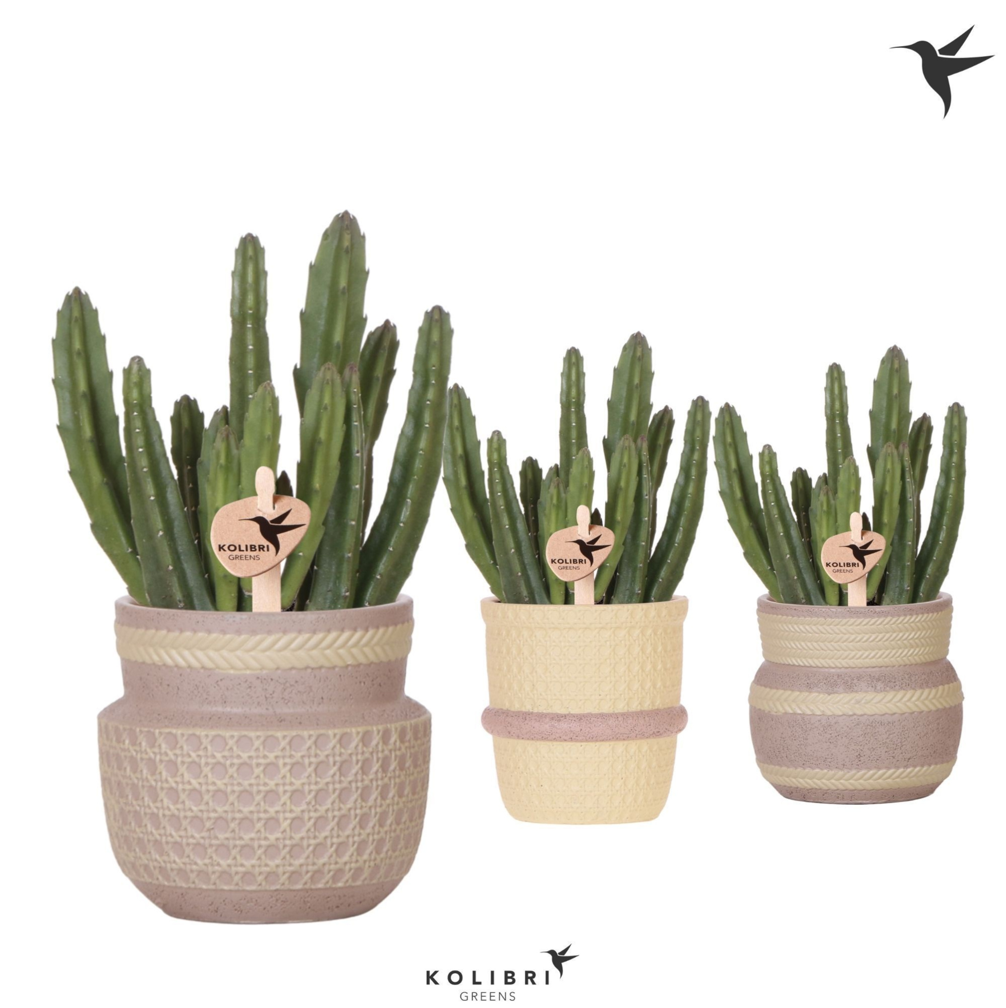 Kolibri Greens Stapelia Leendertziae in Ethnic pot khaki mix, D 9 cm