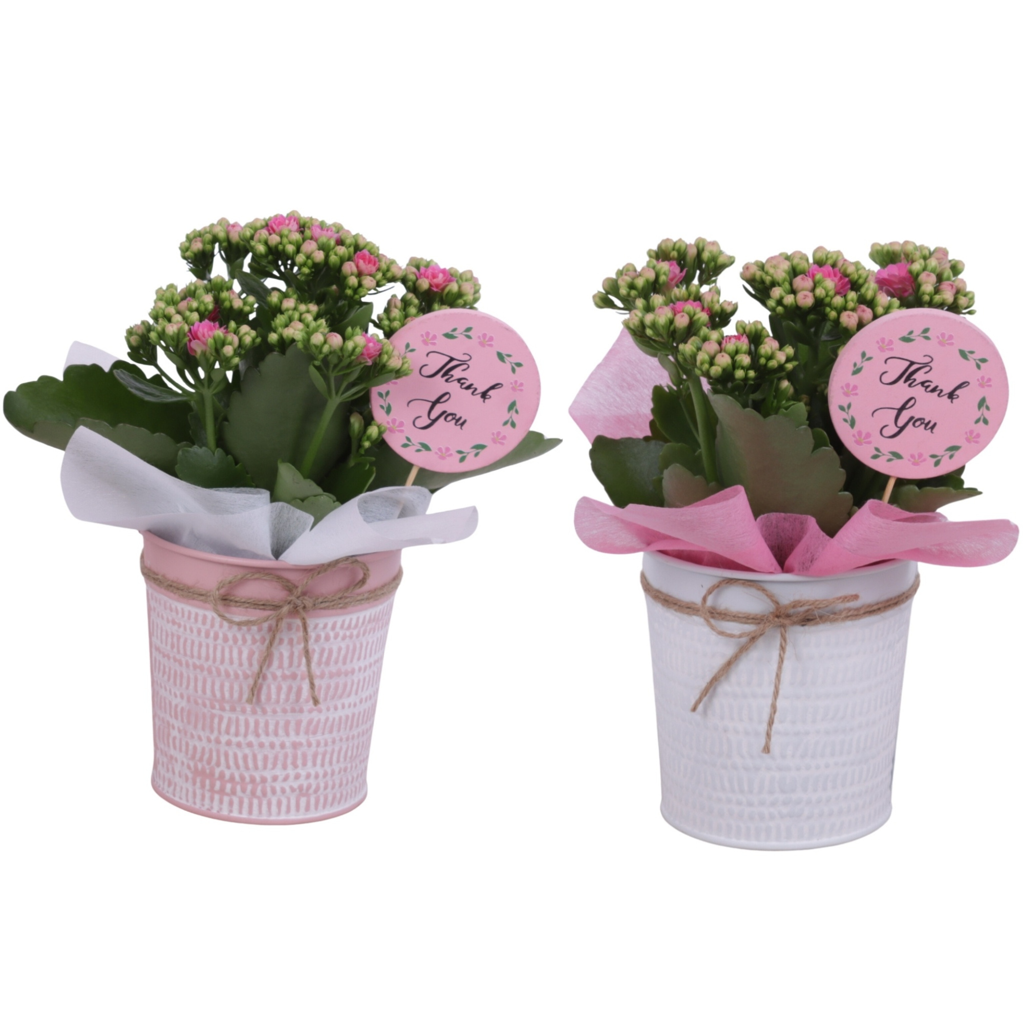 Mothersday Arr. Indoor Zinc Pot Round Pink/White Ø10cm 1PP, D 10
