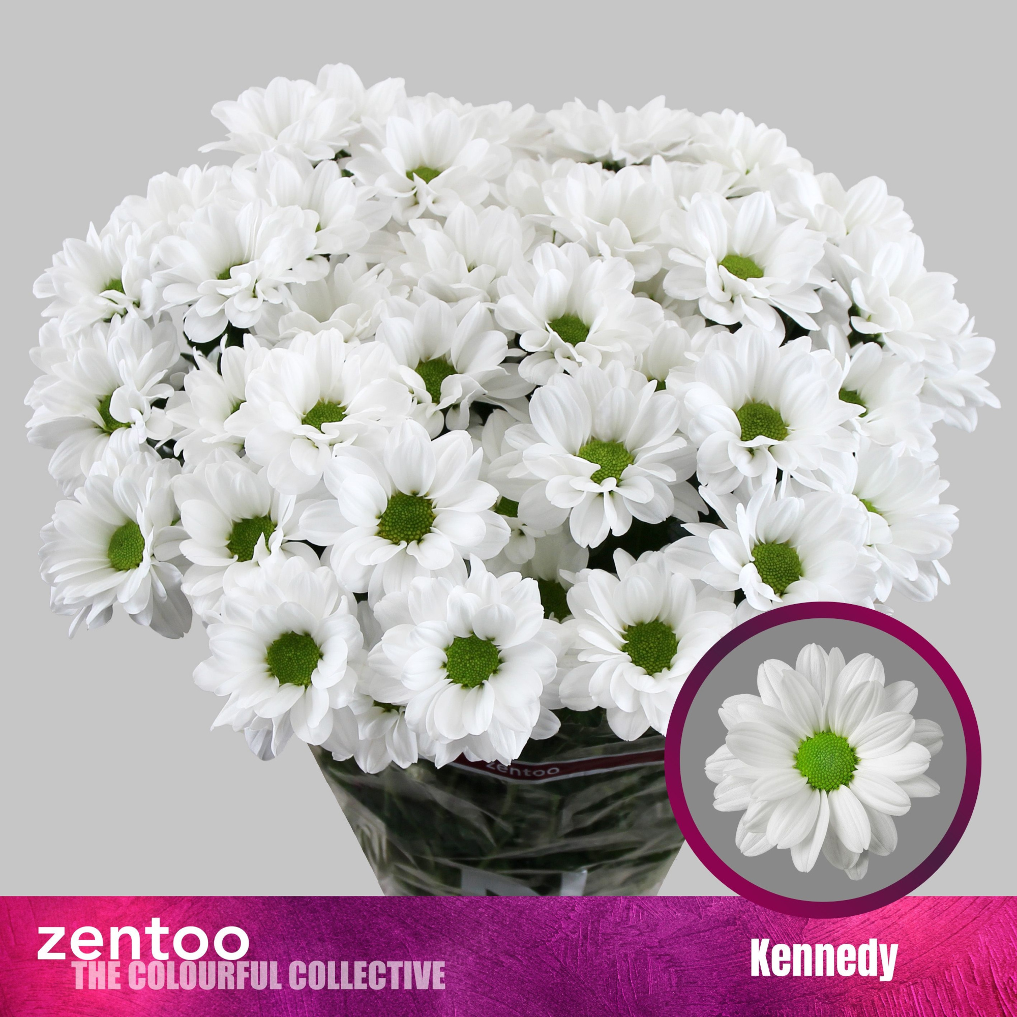 Хризантема куст. Кеннеди 70 (бел.), шт.