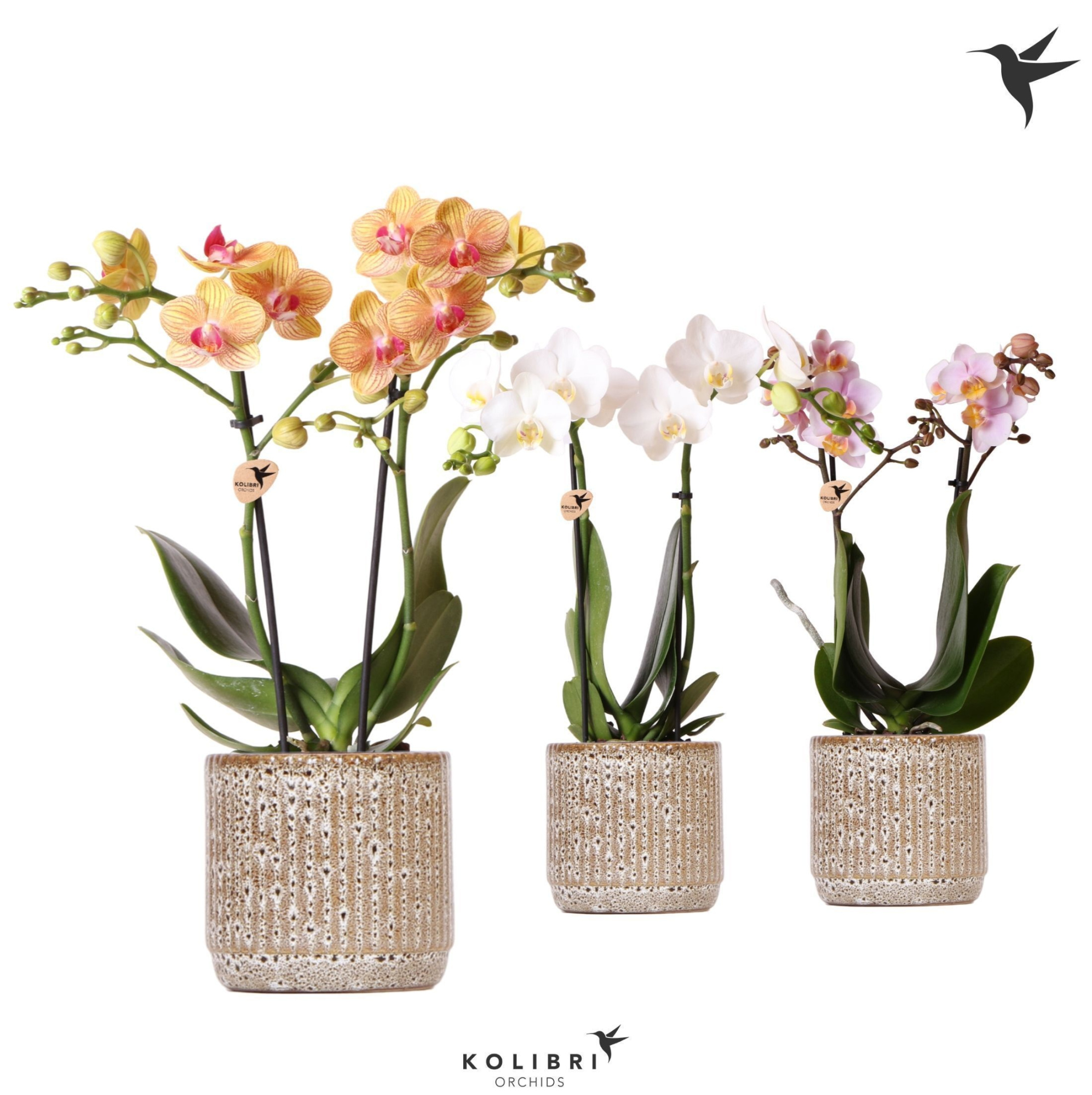 Kolibri Orchids Phalaenopsis mix 2 spike in Jaguar pot, D 9