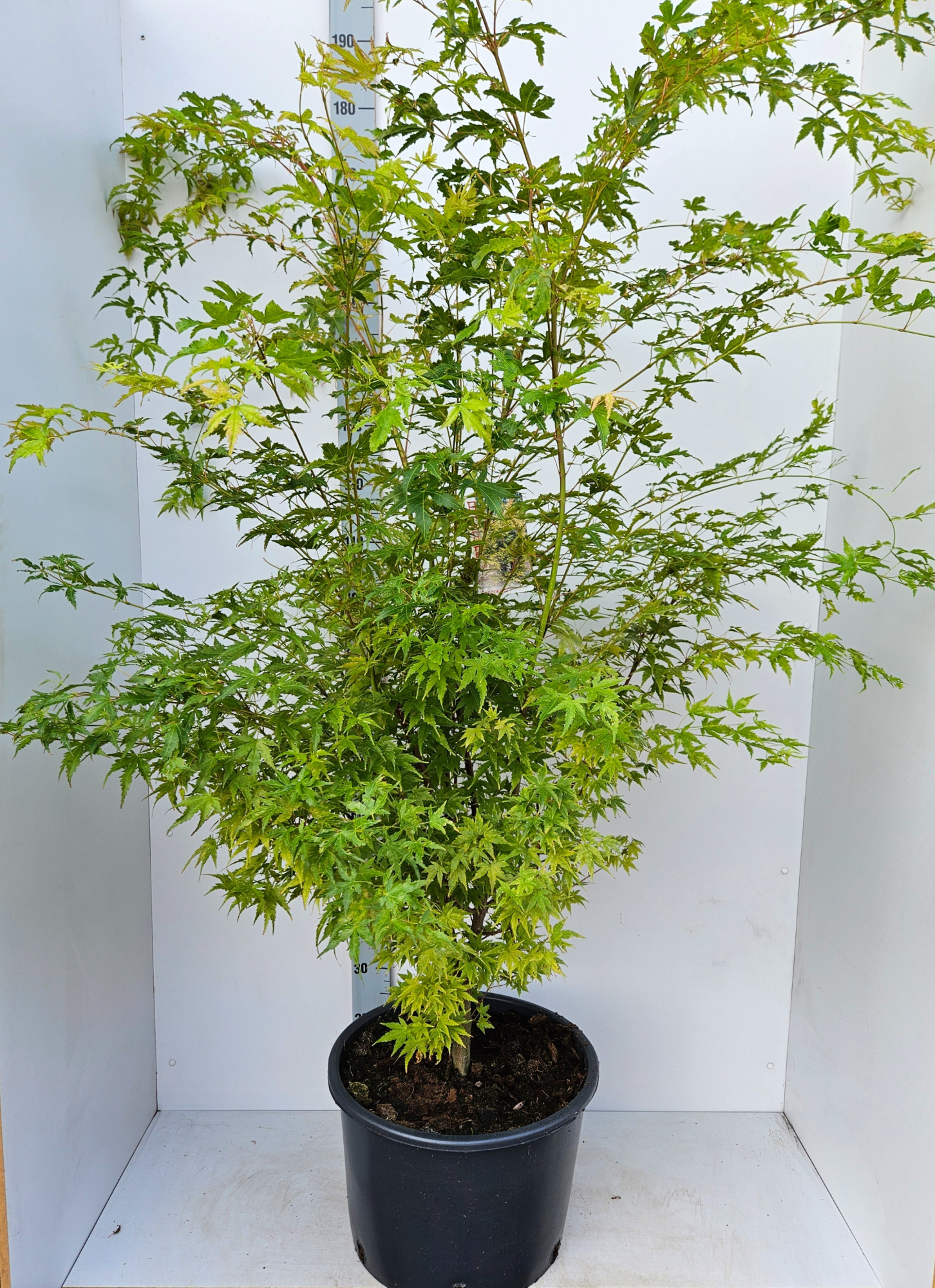 Acer palmatum 'Sangokaku', D 43 cm