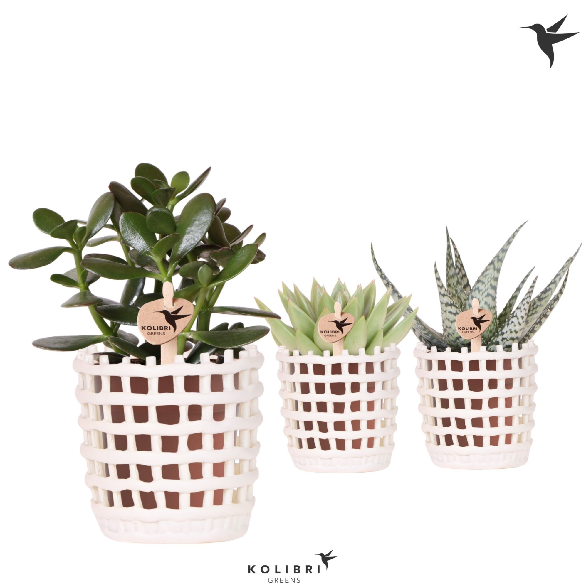 Kolibri Greens Succulenten mix in Mesh pot white, D 9