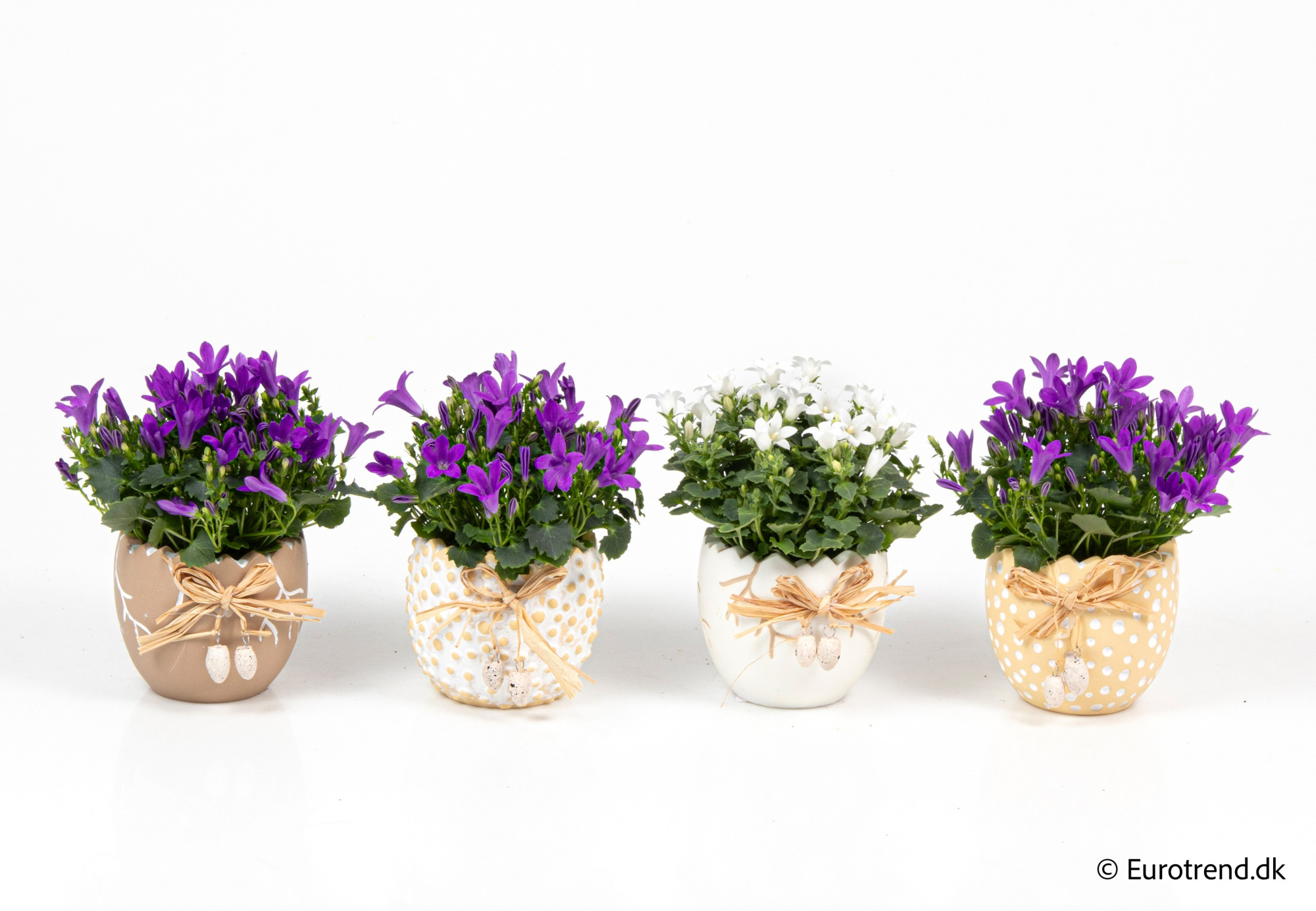 Campanula in Easter ceramic 2026, D 6