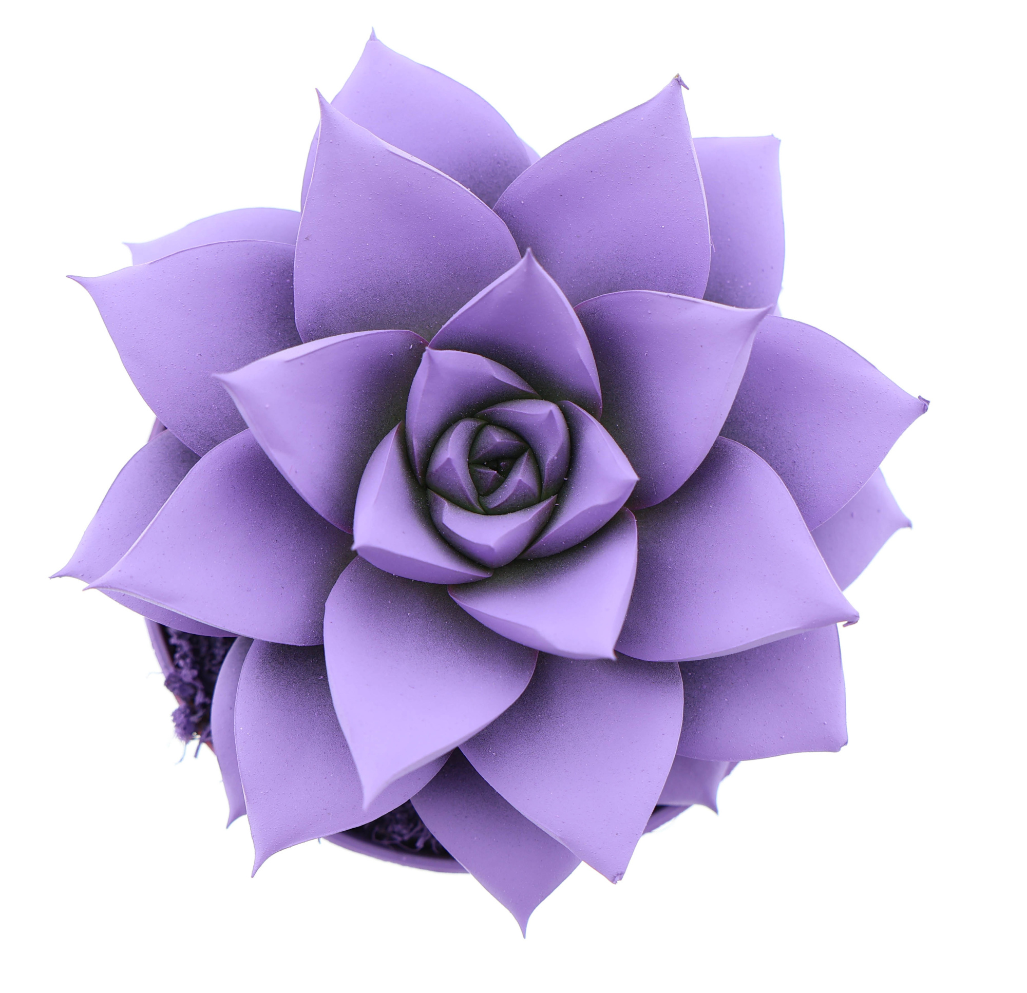 Rainbow purper purple, D 8,5 cm